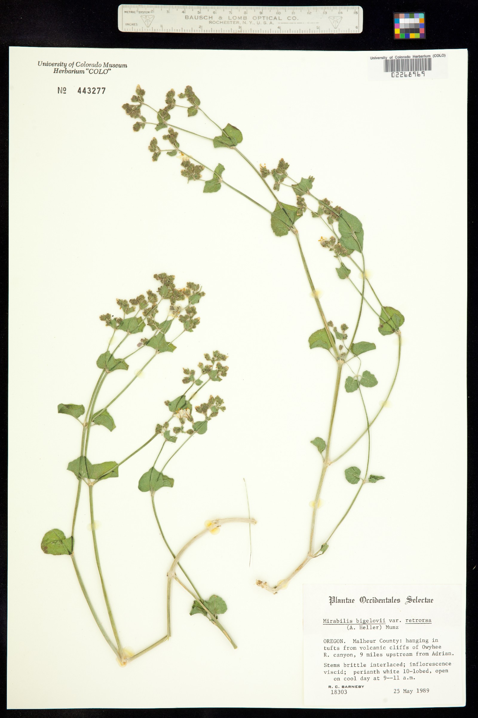 Mirabilis laevis var. villosa image