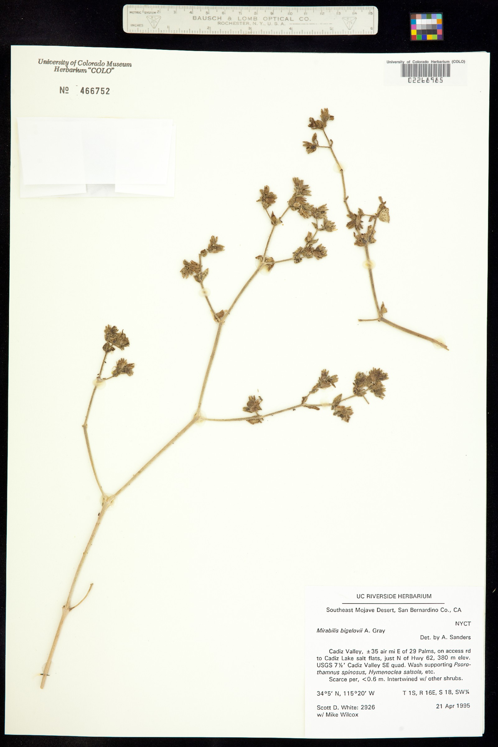 Mirabilis laevis var. villosa image