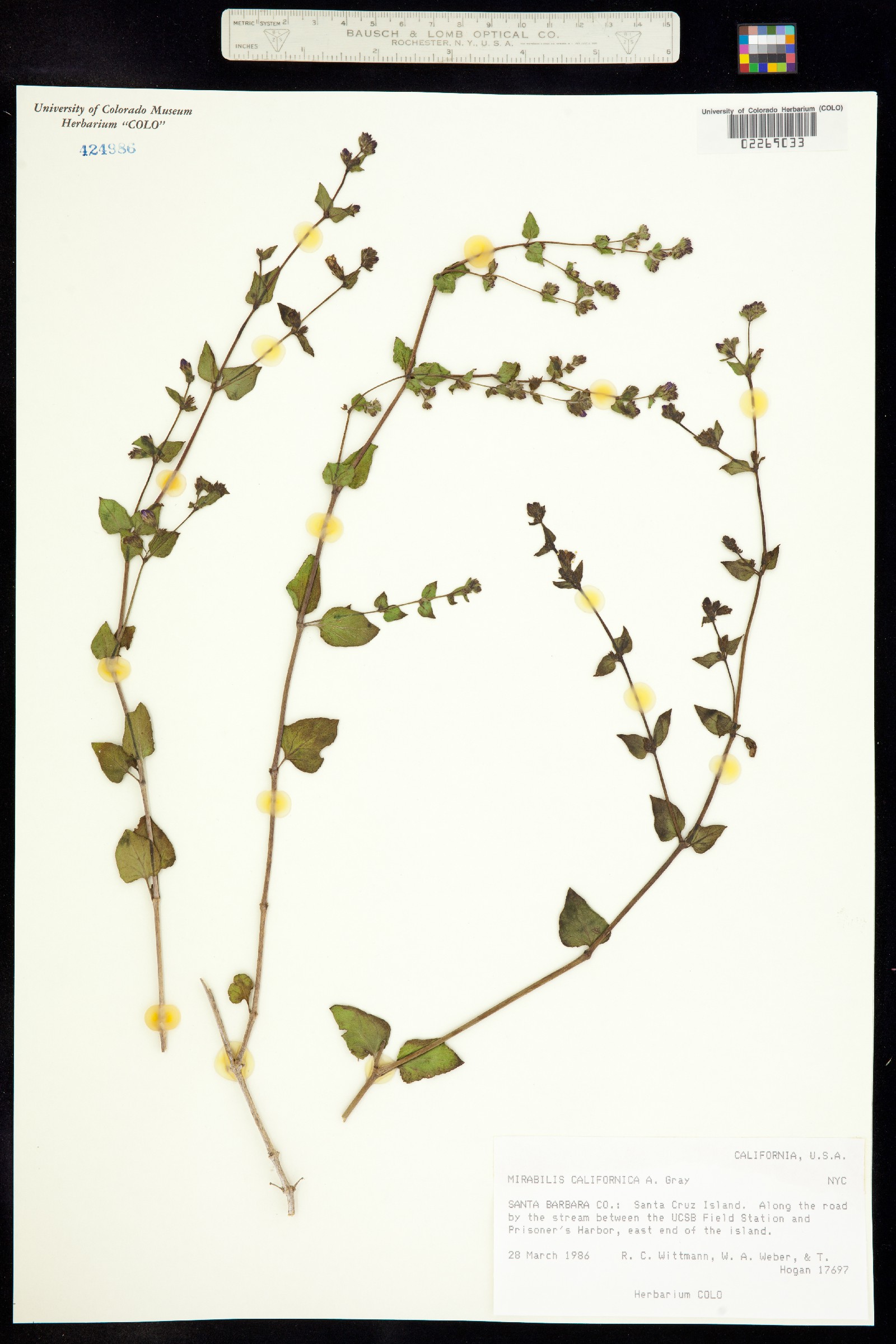 Mirabilis laevis var. crassifolia image