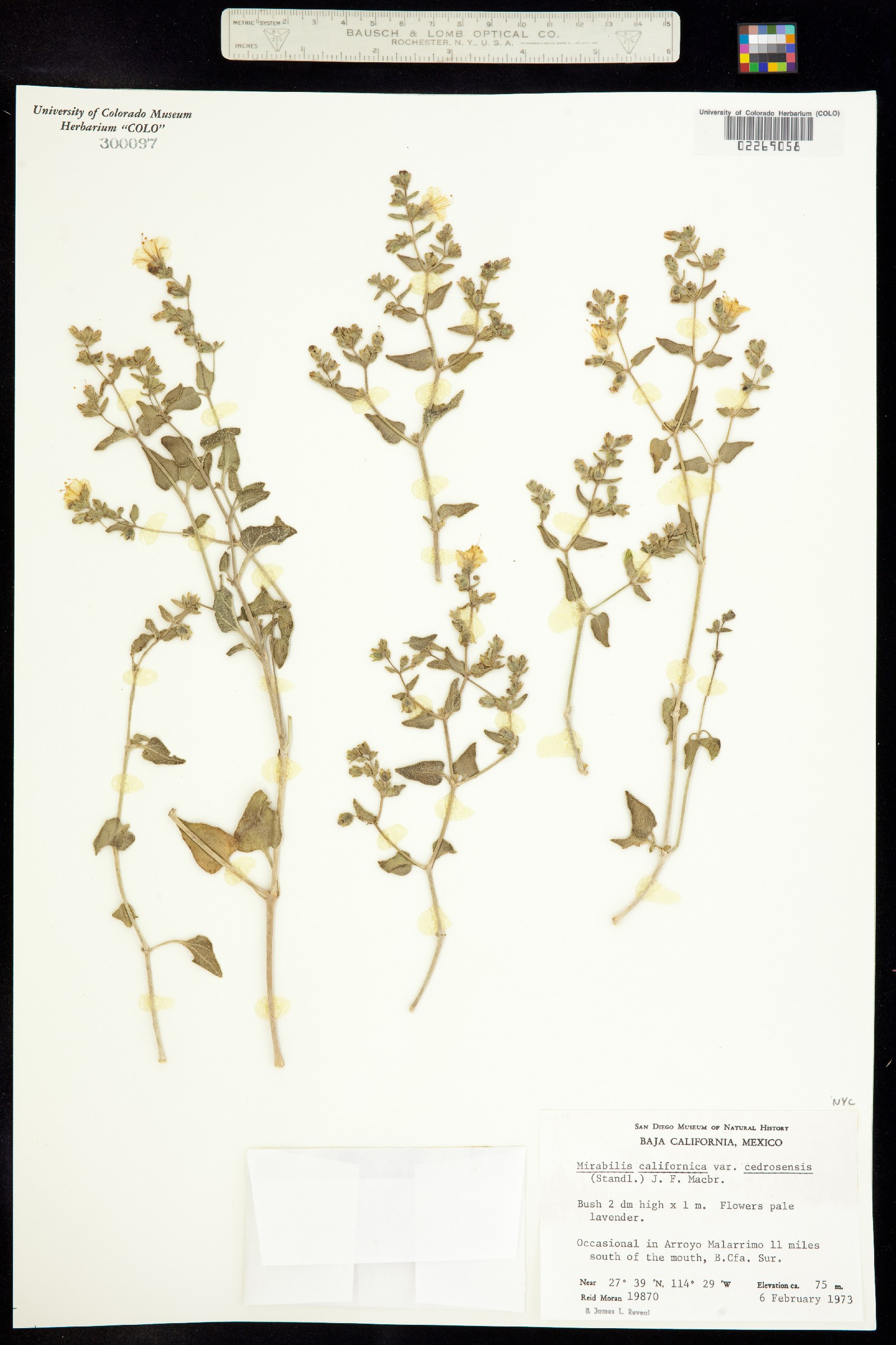 Mirabilis laevis var. crassifolia image