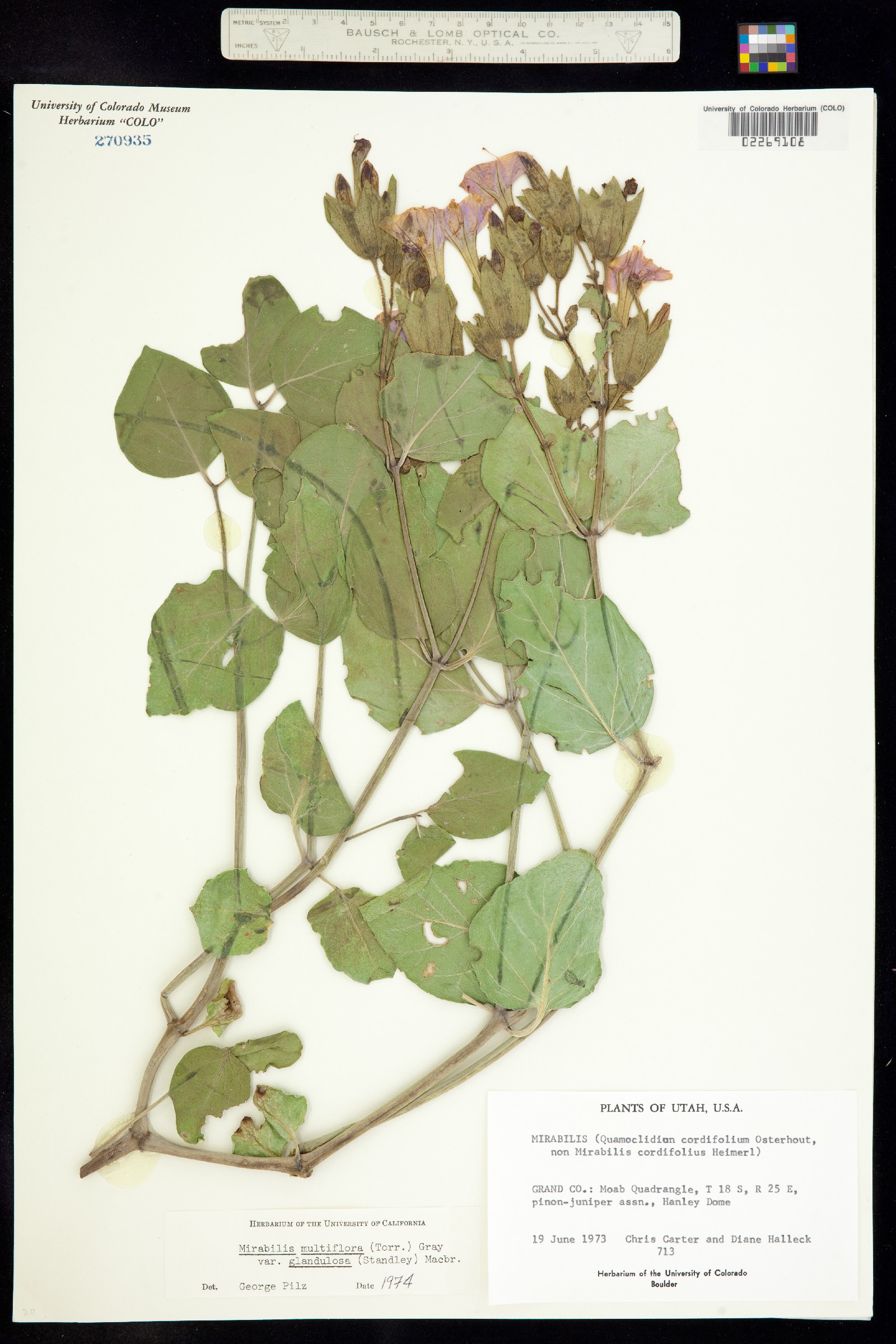Mirabilis multiflora image