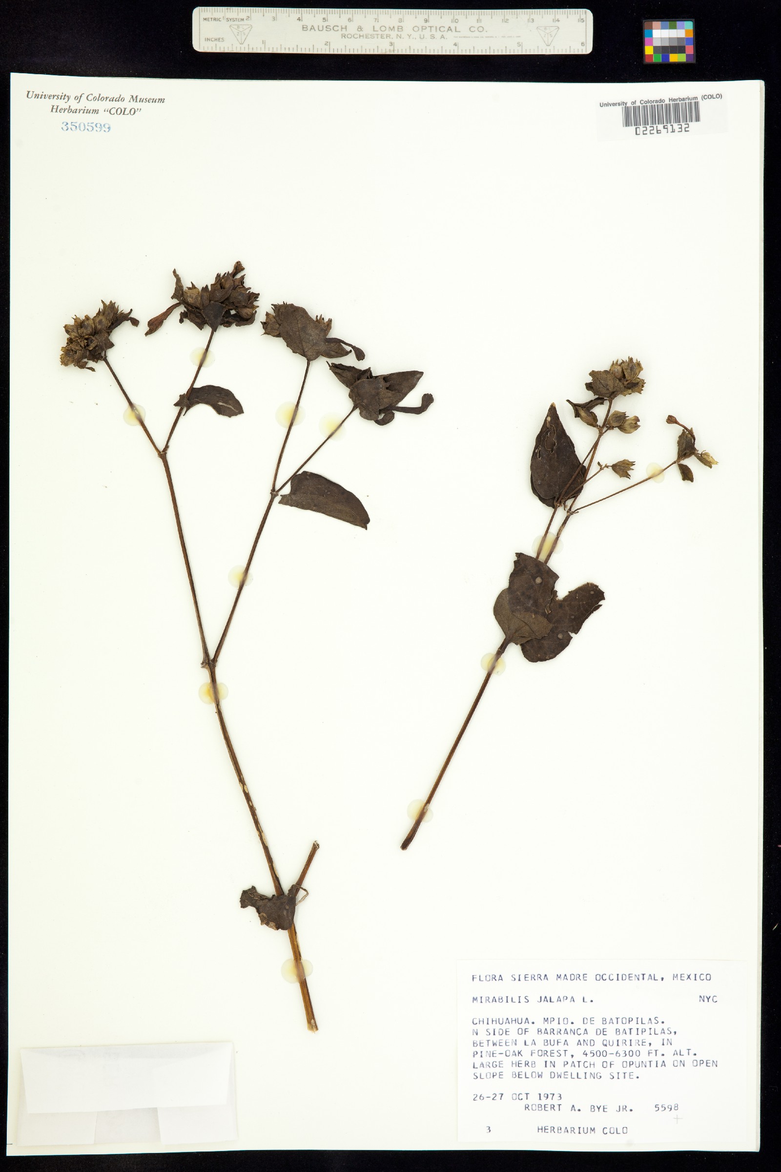Mirabilis jalapa image