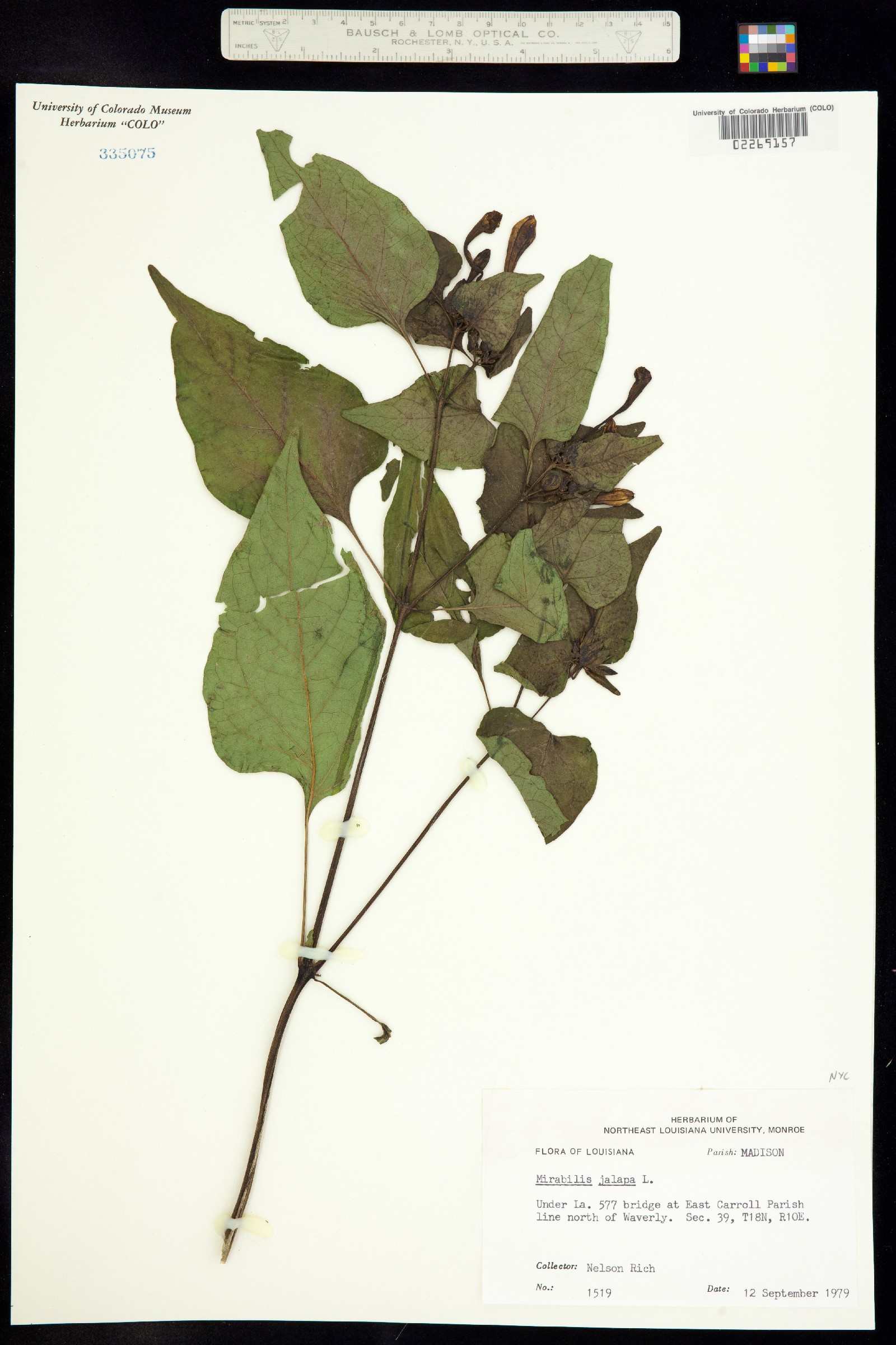 Mirabilis jalapa image