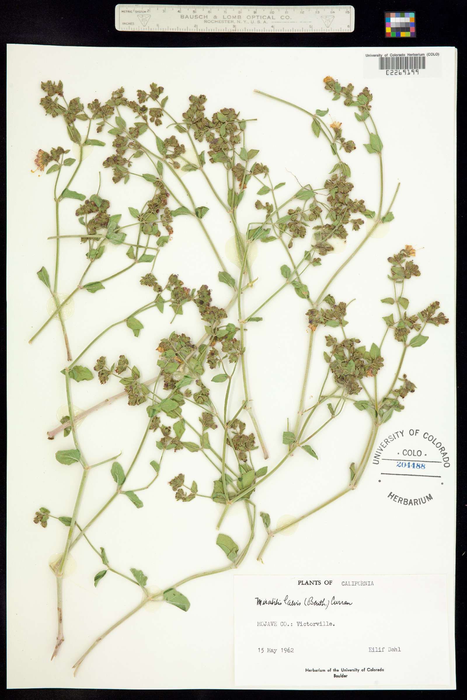 Nyctaginaceae image