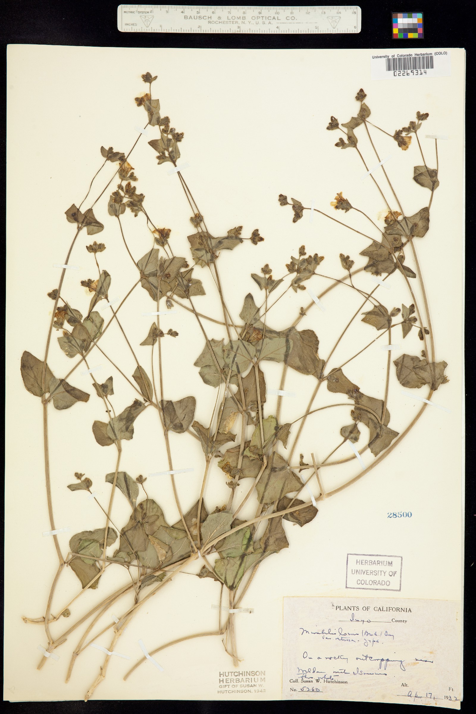 Mirabilis laevis image