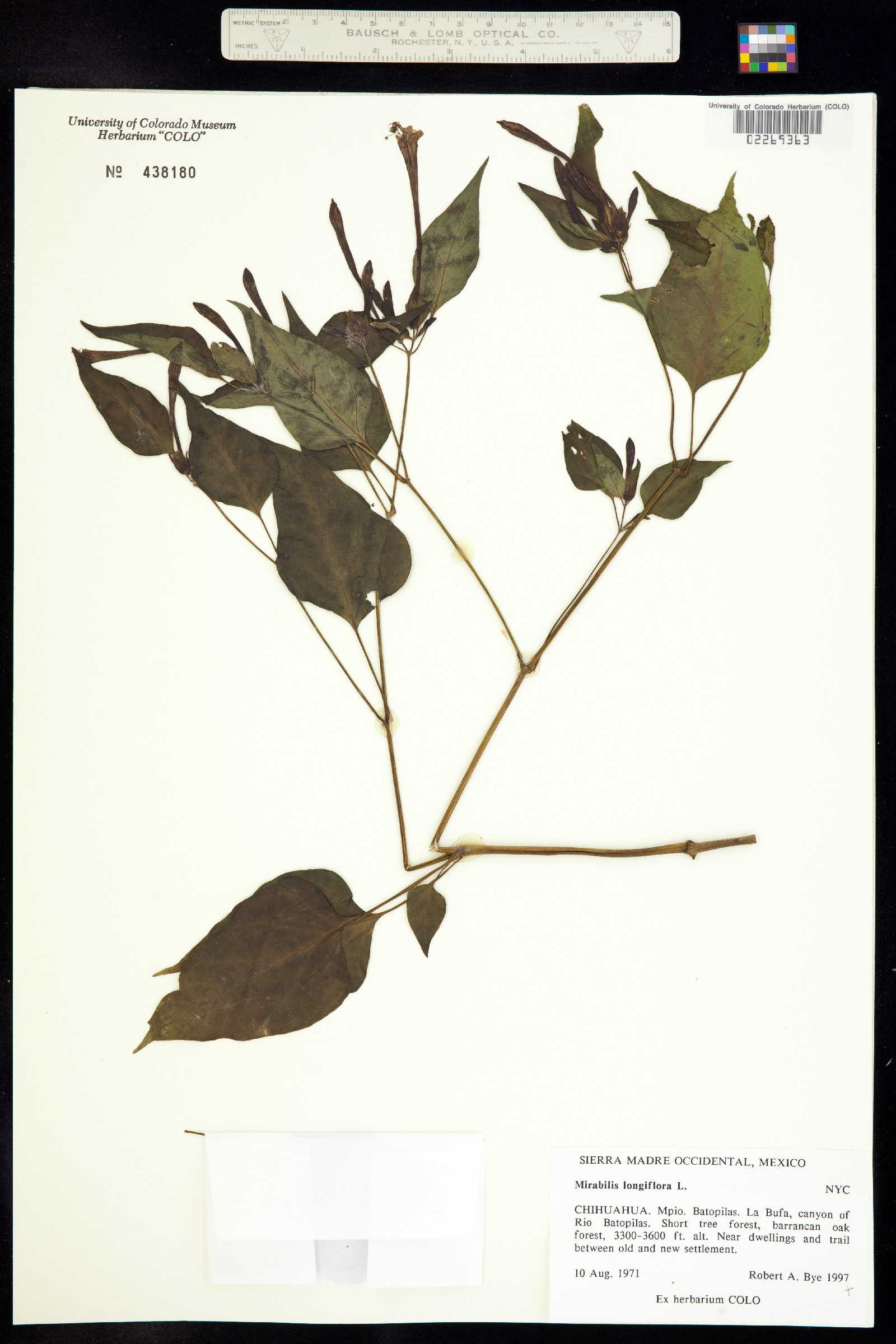Mirabilis longiflora image