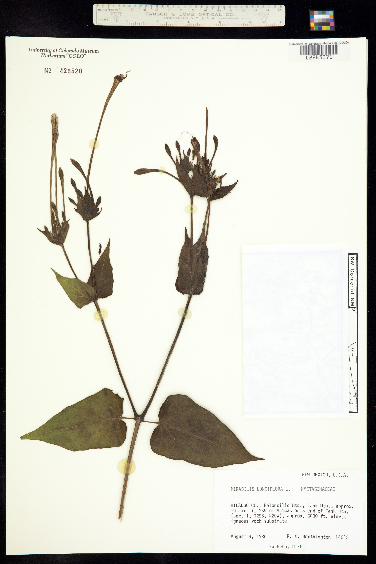 Mirabilis longiflora image