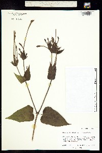 Mirabilis longiflora image