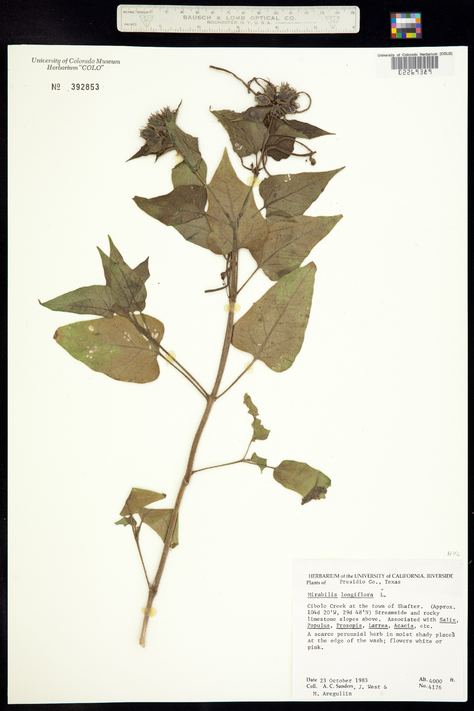 Mirabilis longiflora image
