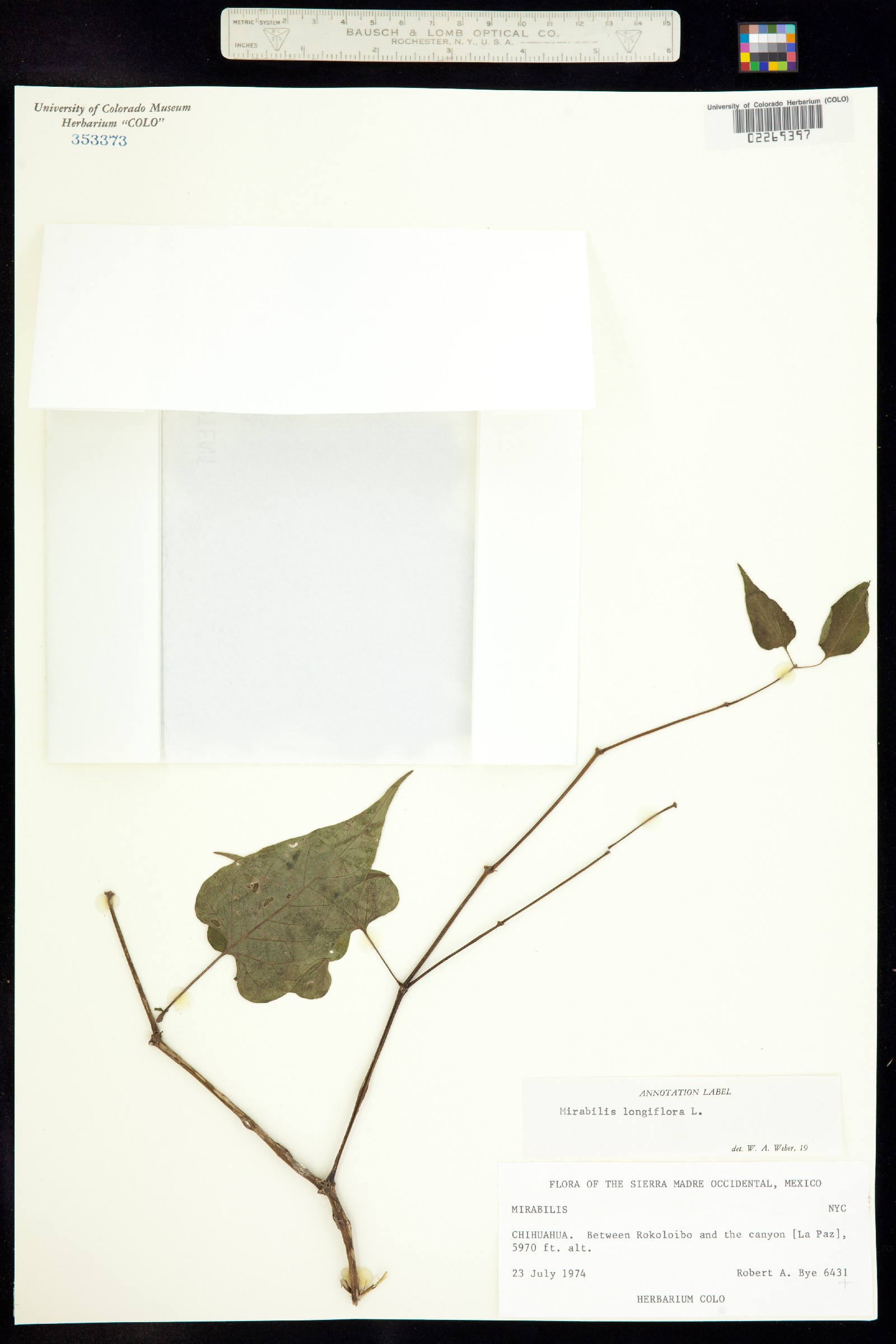 Mirabilis longiflora image