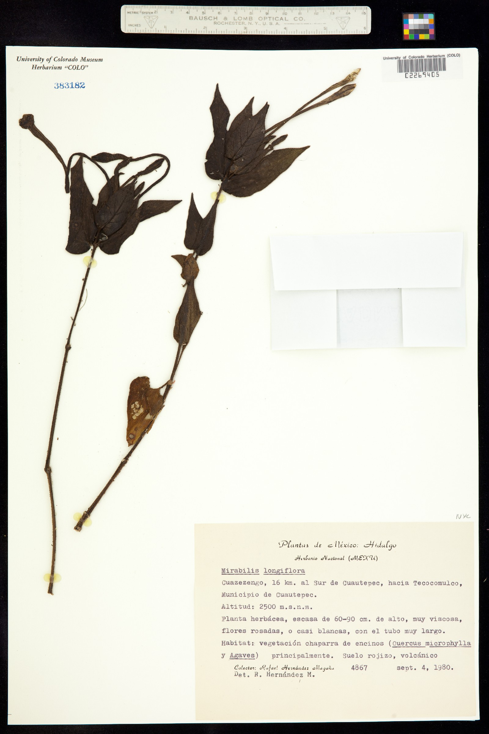 Mirabilis longiflora image