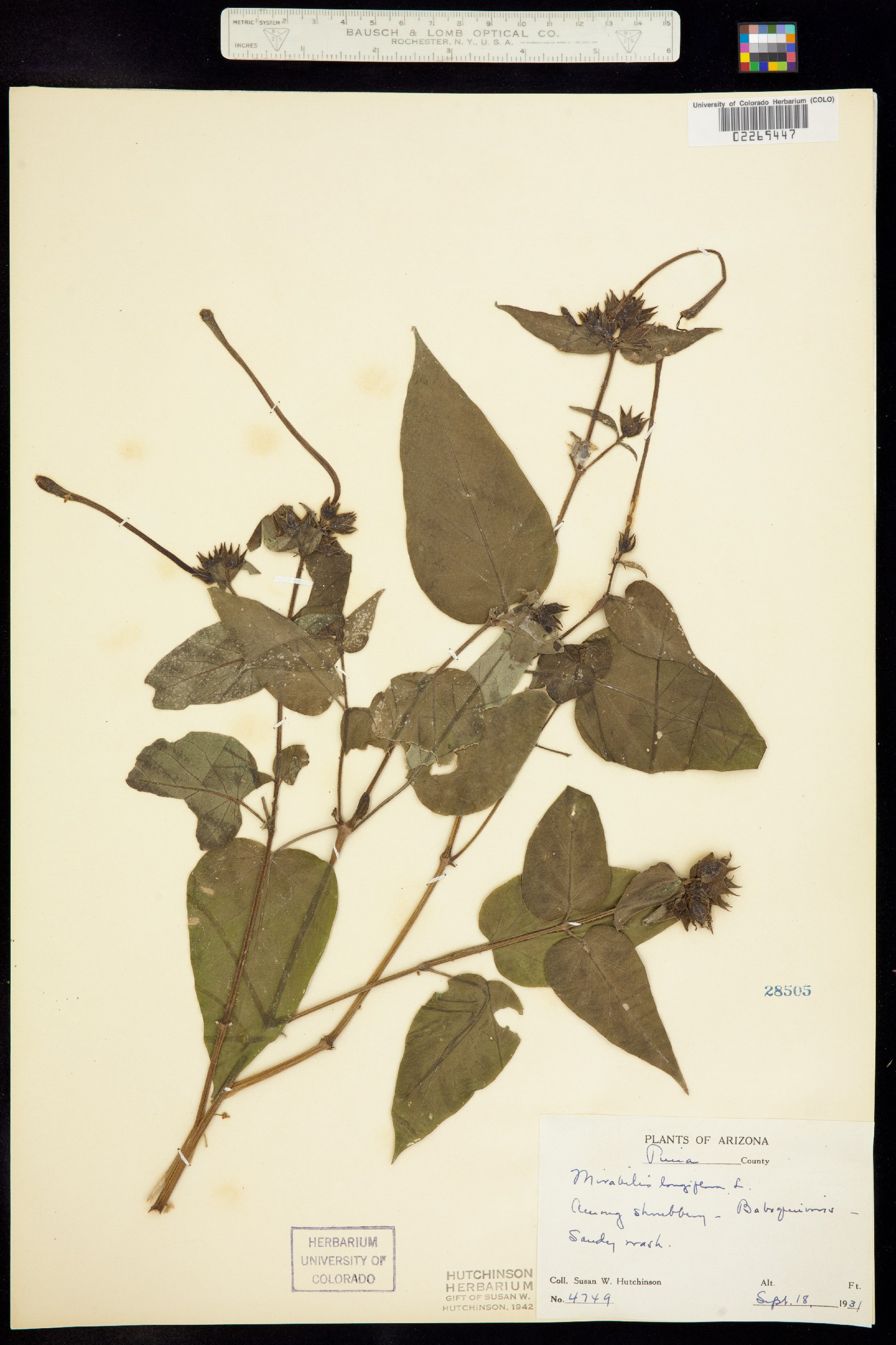 Mirabilis longiflora image