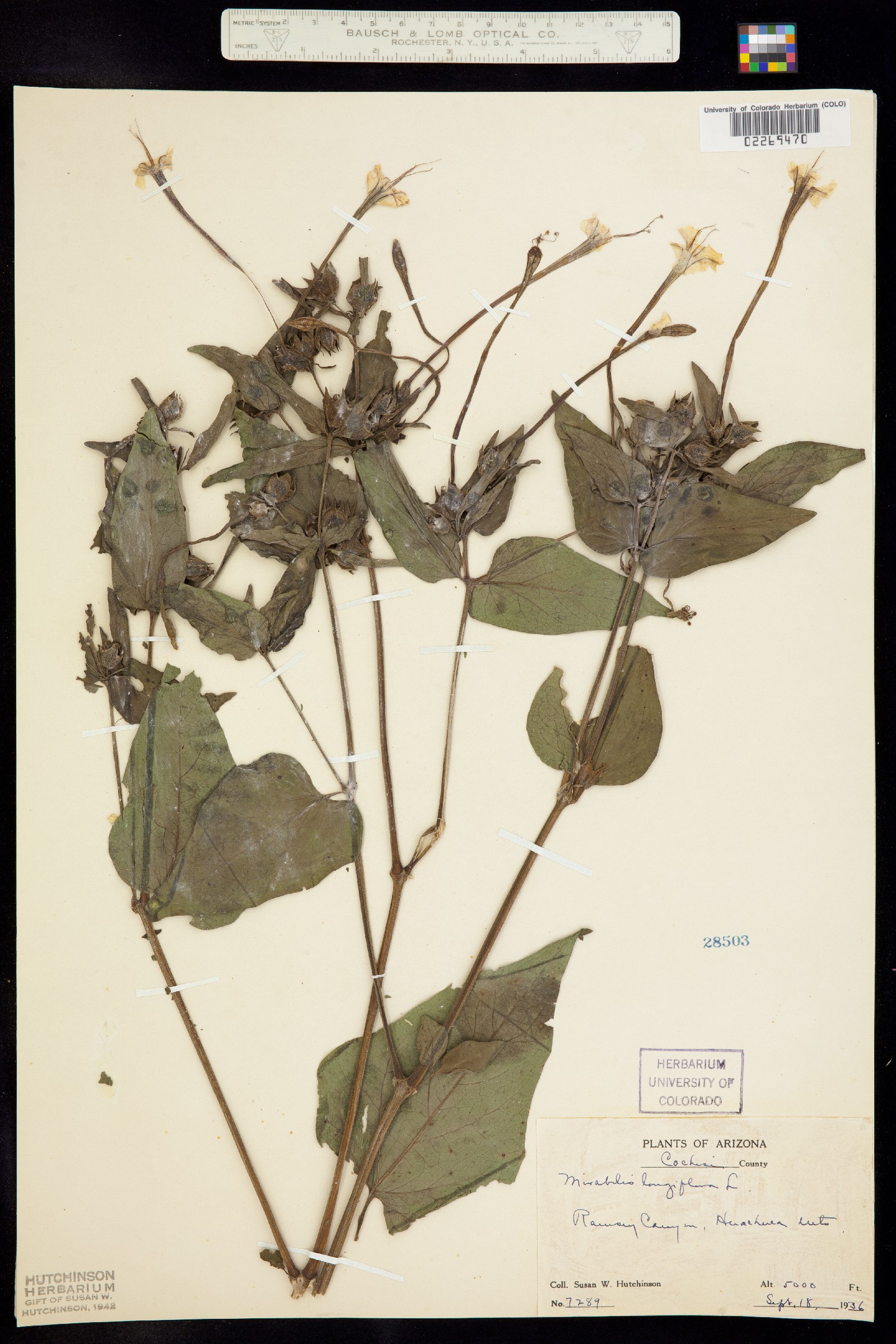 Mirabilis longiflora image