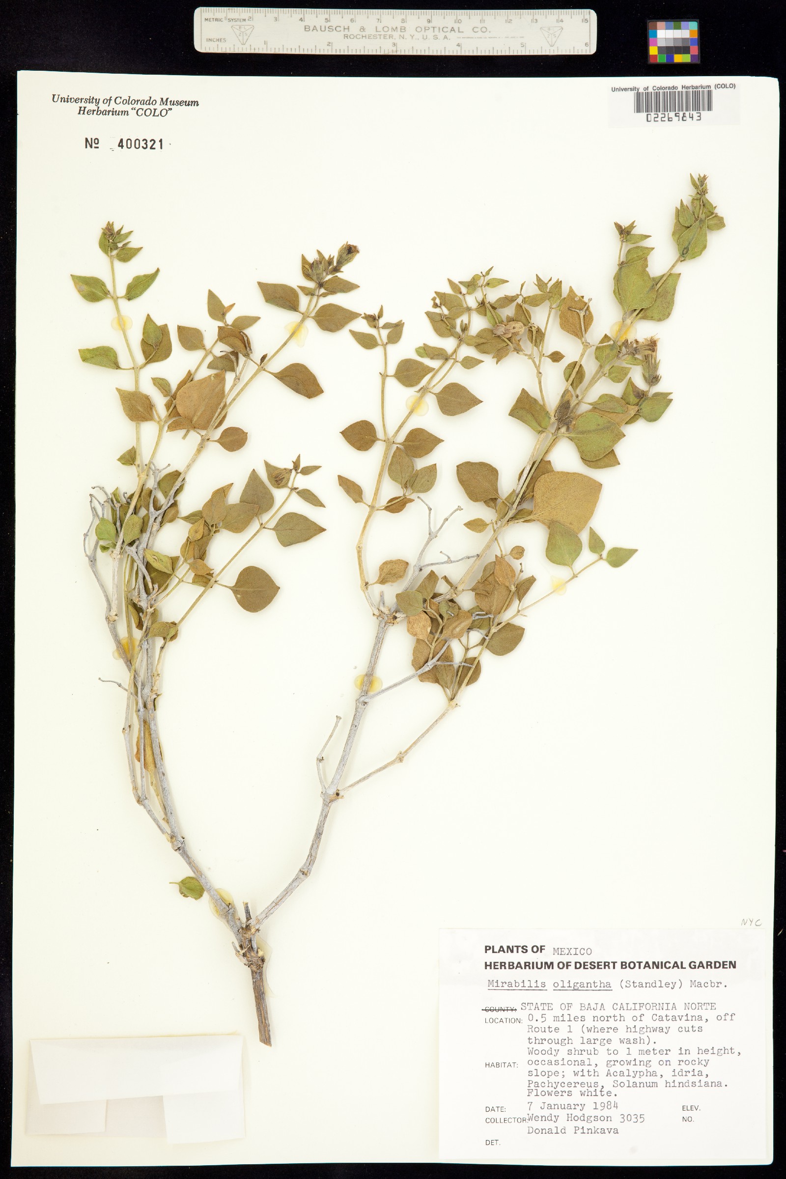 Mirabilis oligantha image