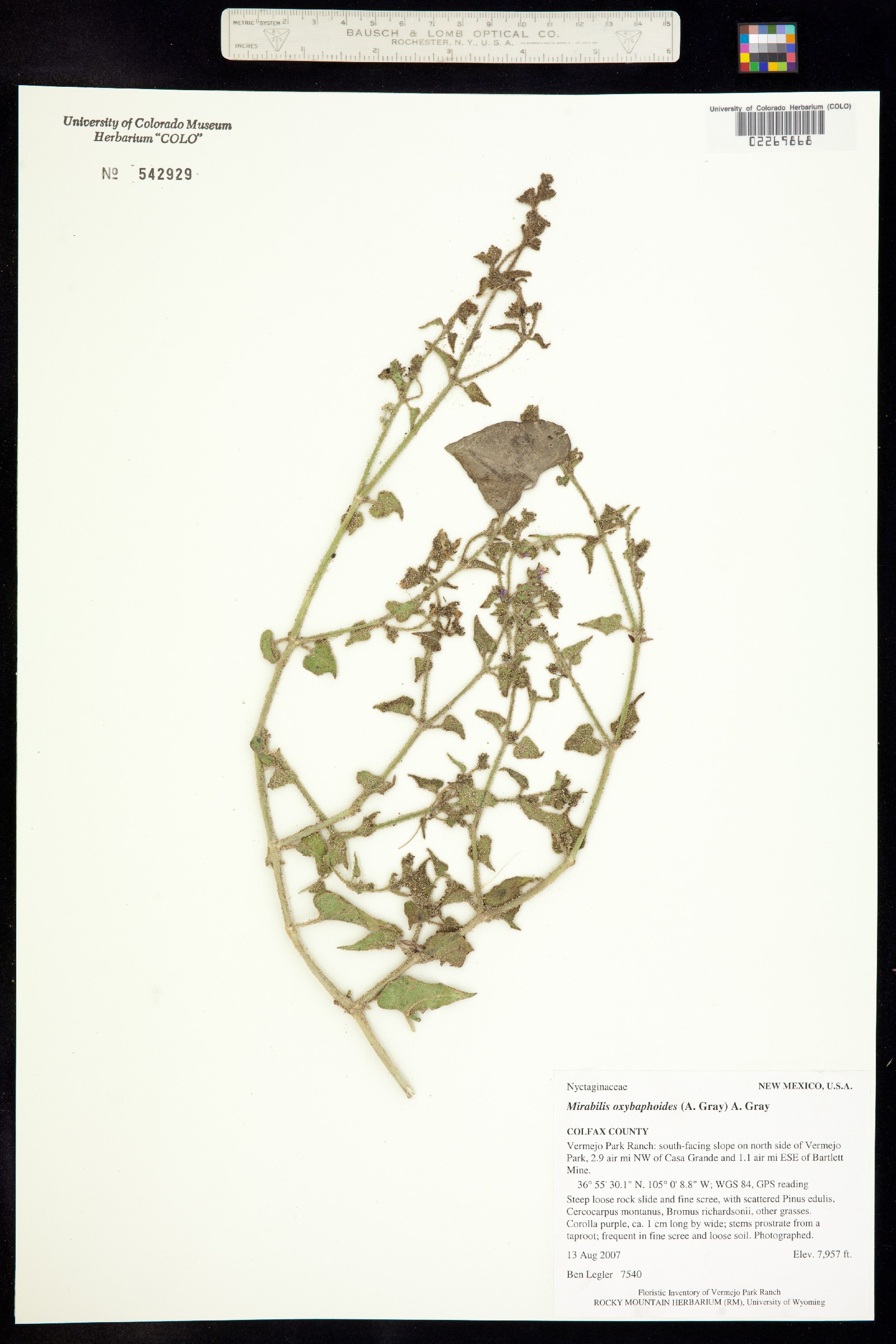 Nyctaginaceae image