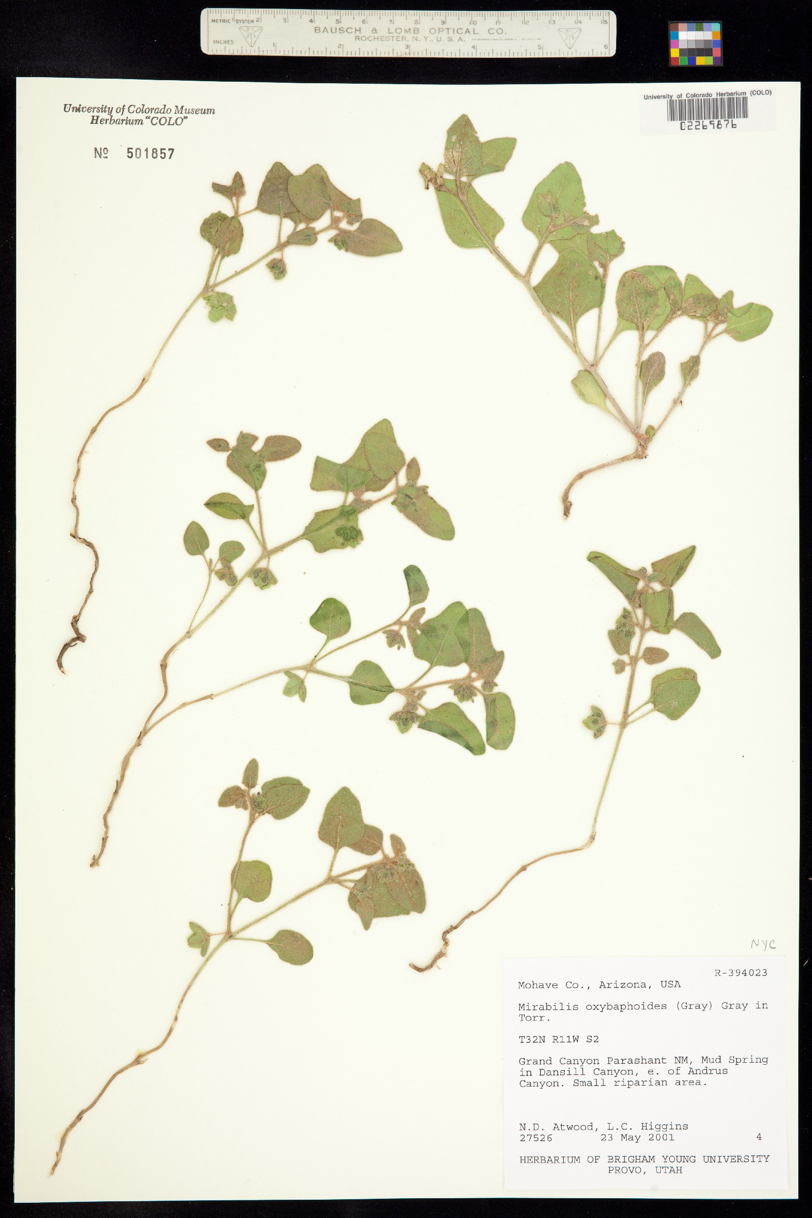 Mirabilis oxybaphoides image