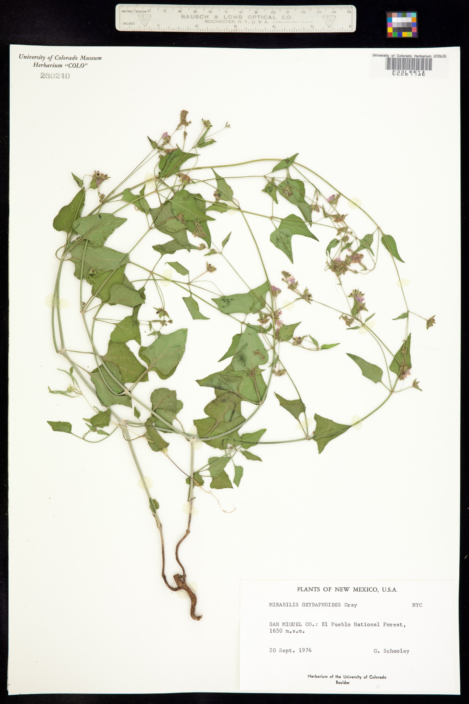 Mirabilis oxybaphoides image