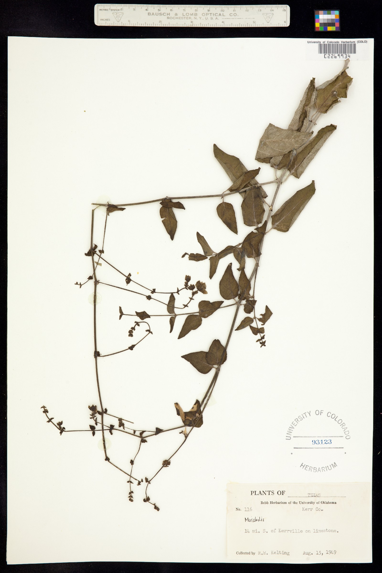 Mirabilis oxybaphoides image