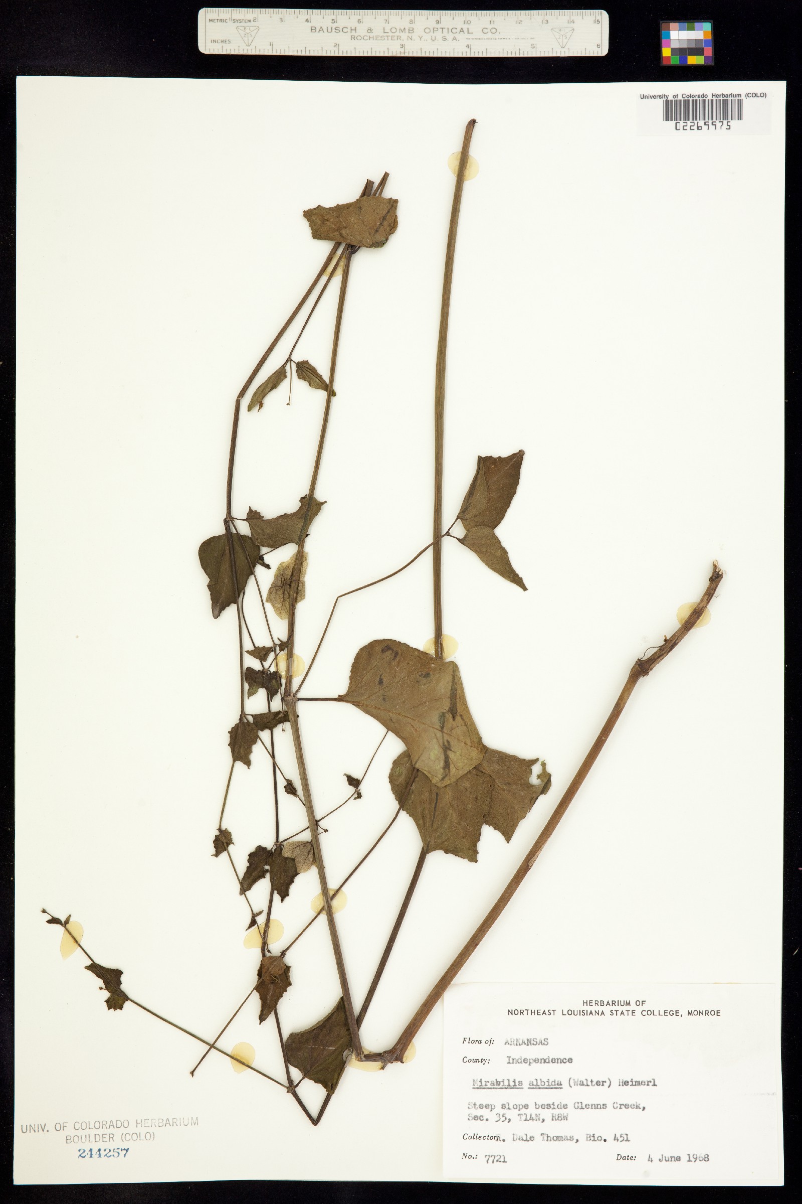 Mirabilis albida image