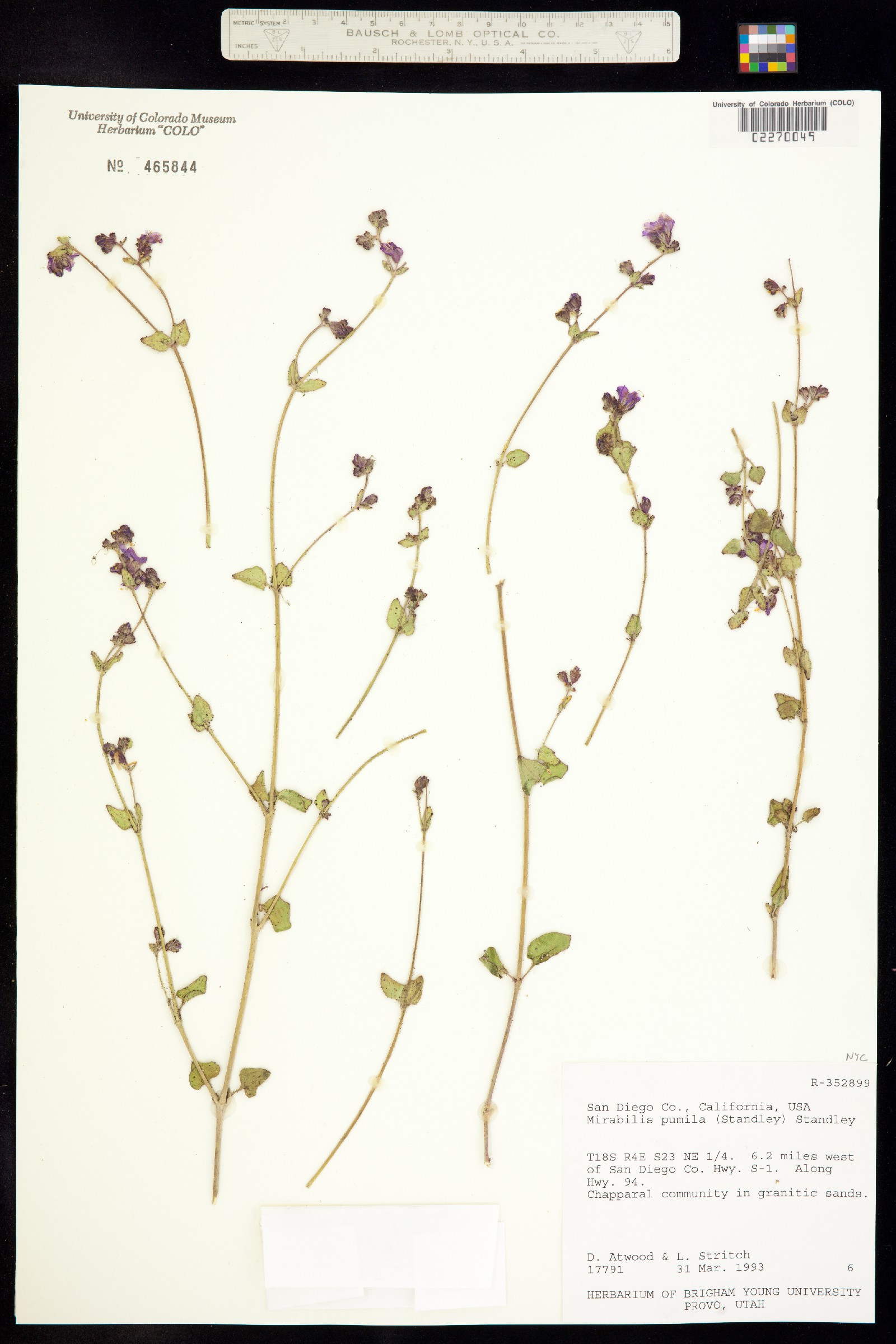 Mirabilis albida image