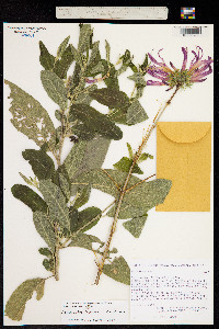 Anisacanthus andersonii image
