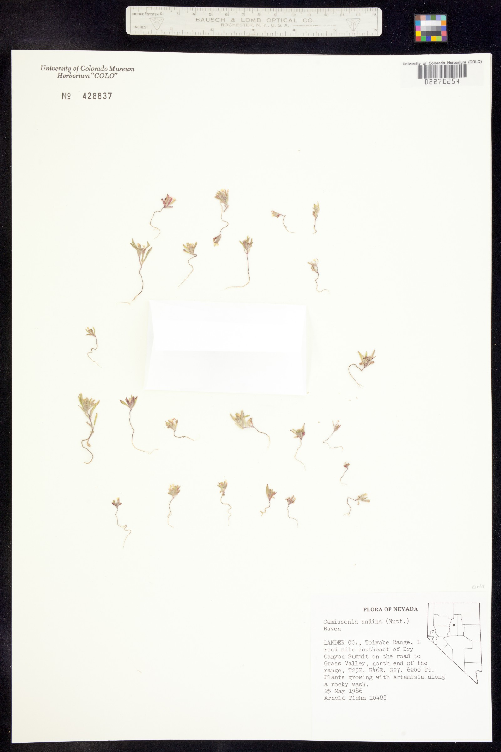 Chylismia arenaria image