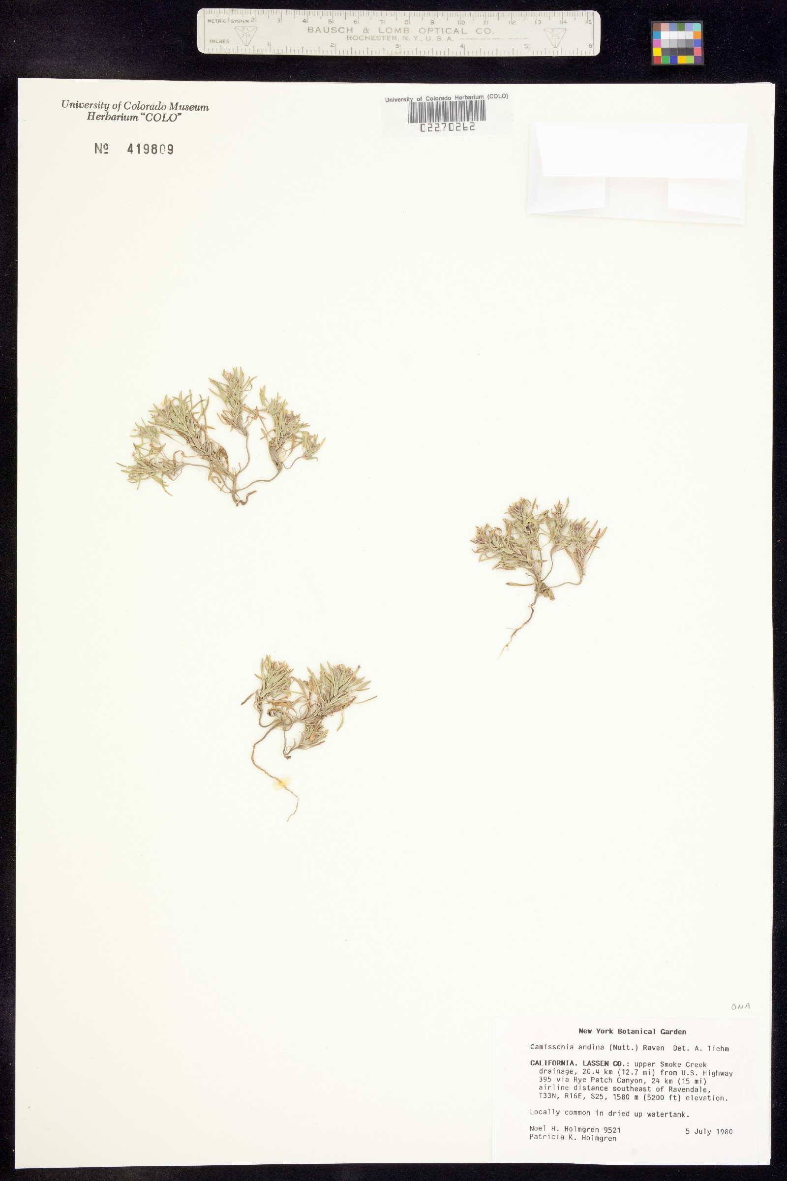 Chylismia arenaria image