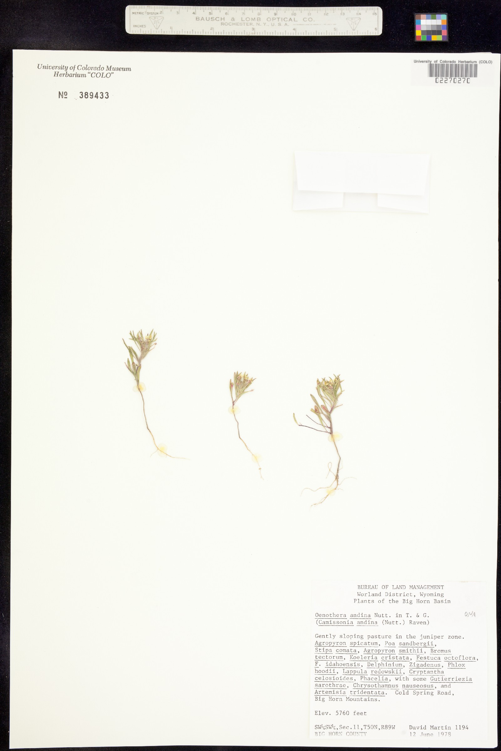 Chylismia arenaria image