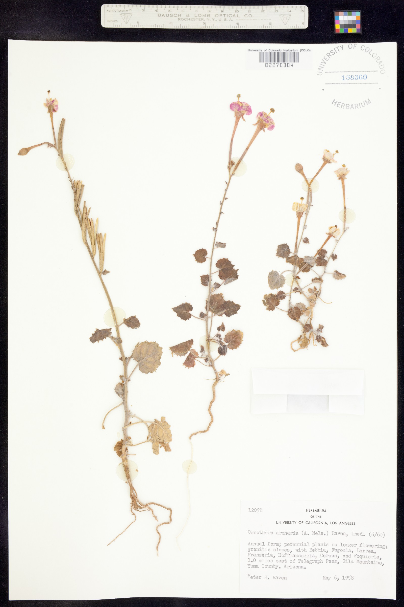 Chylismia arenaria image