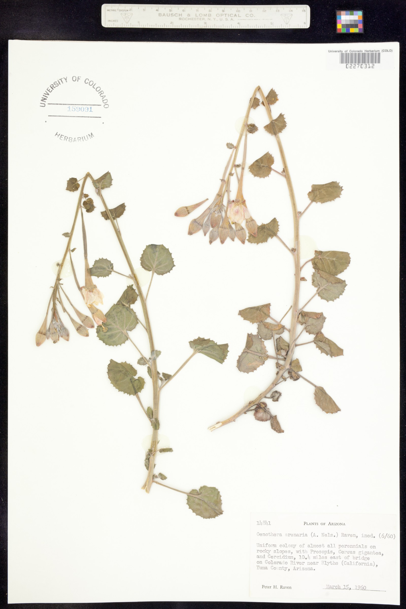 Chylismia arenaria image