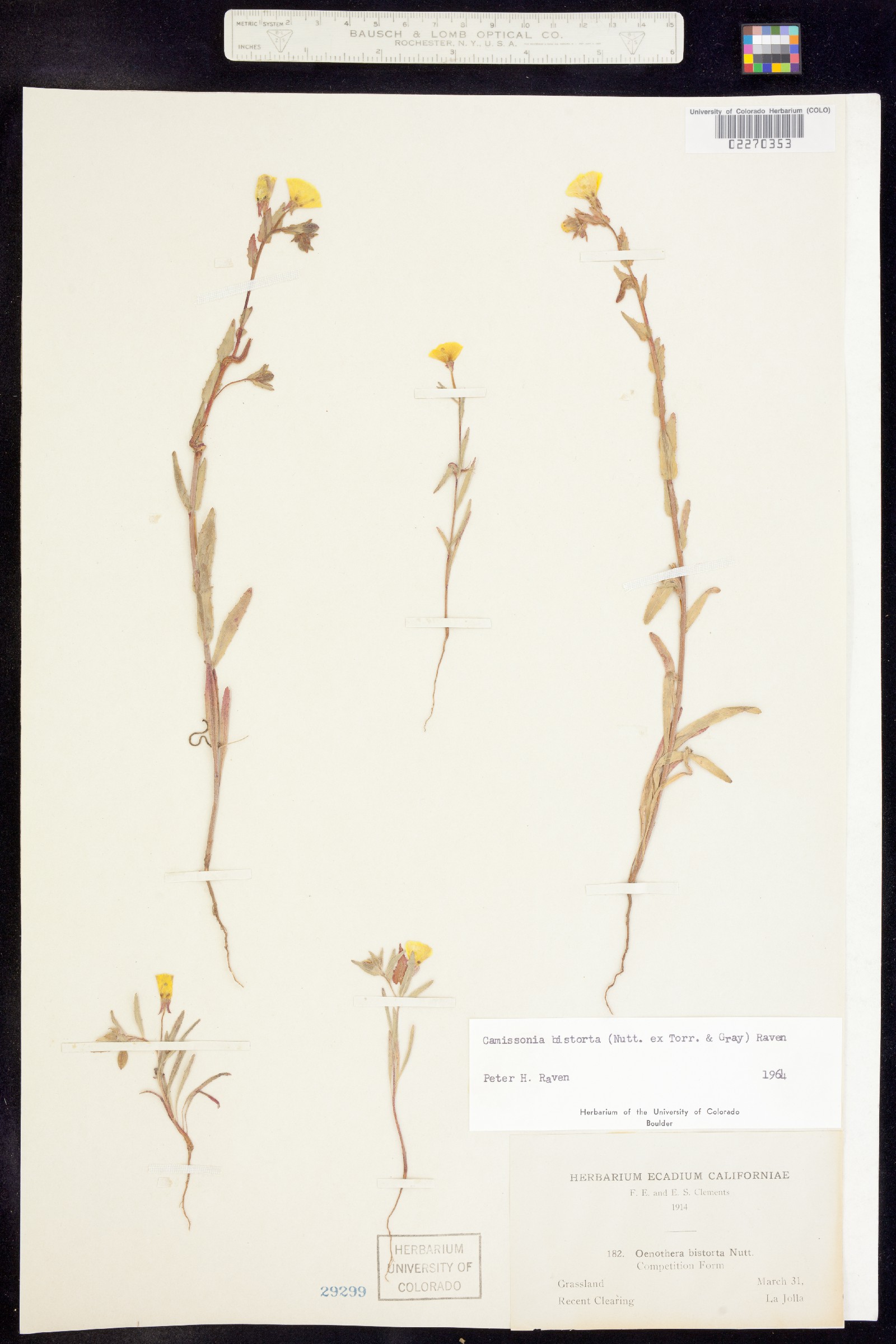 Camissoniopsis bistorta image