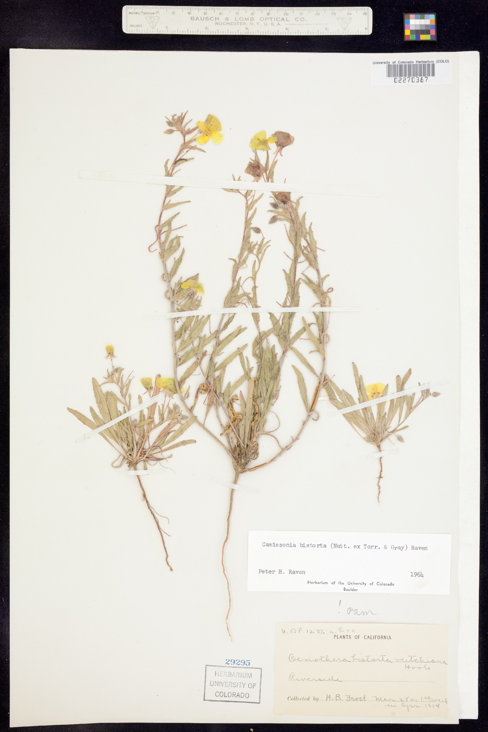 Camissoniopsis bistorta image