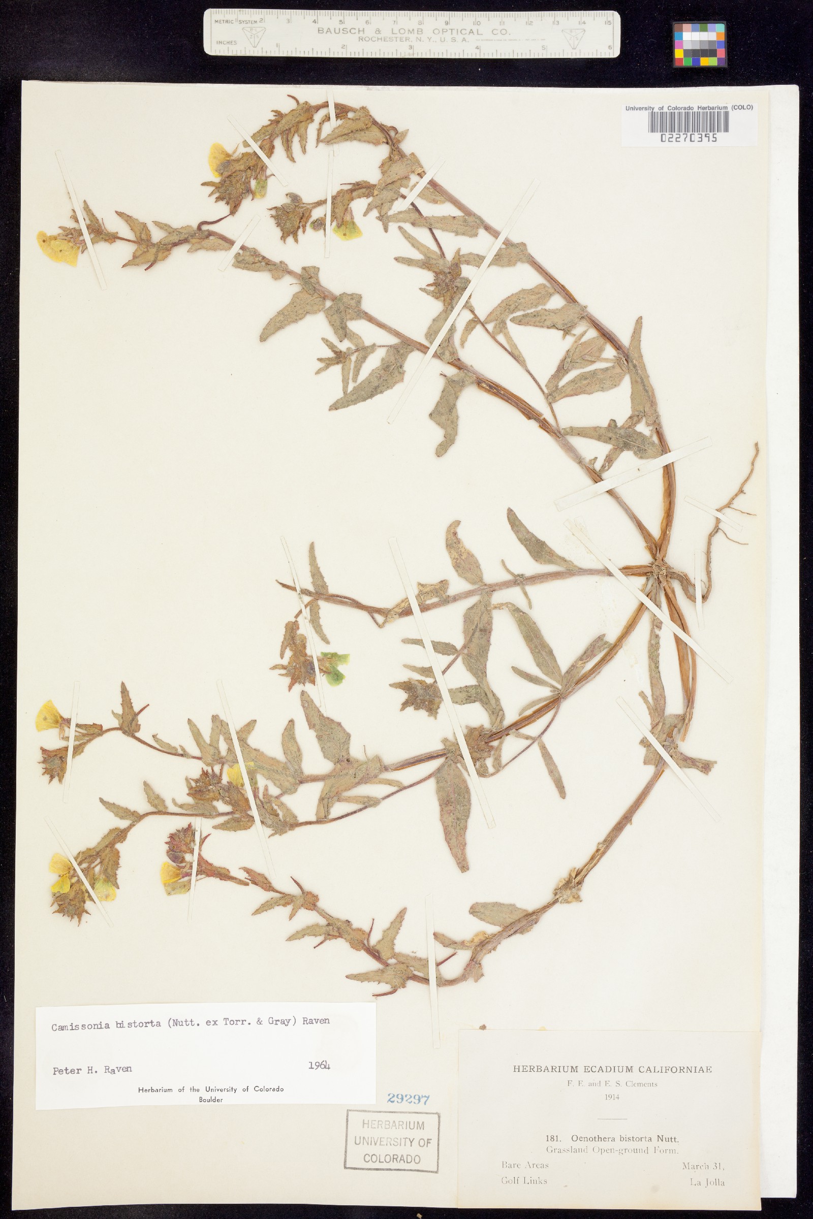 Camissoniopsis bistorta image