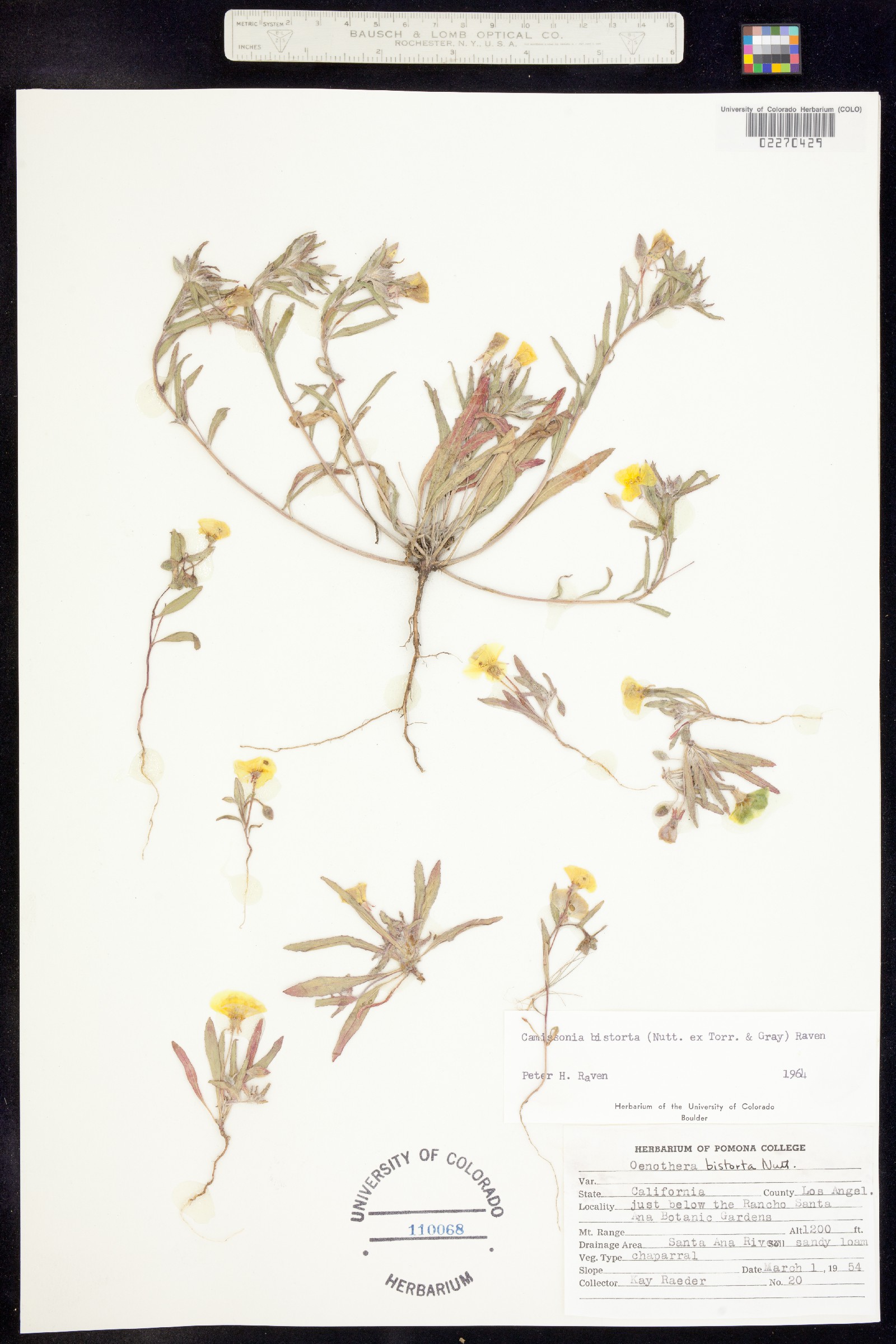 Camissonia bistorta image