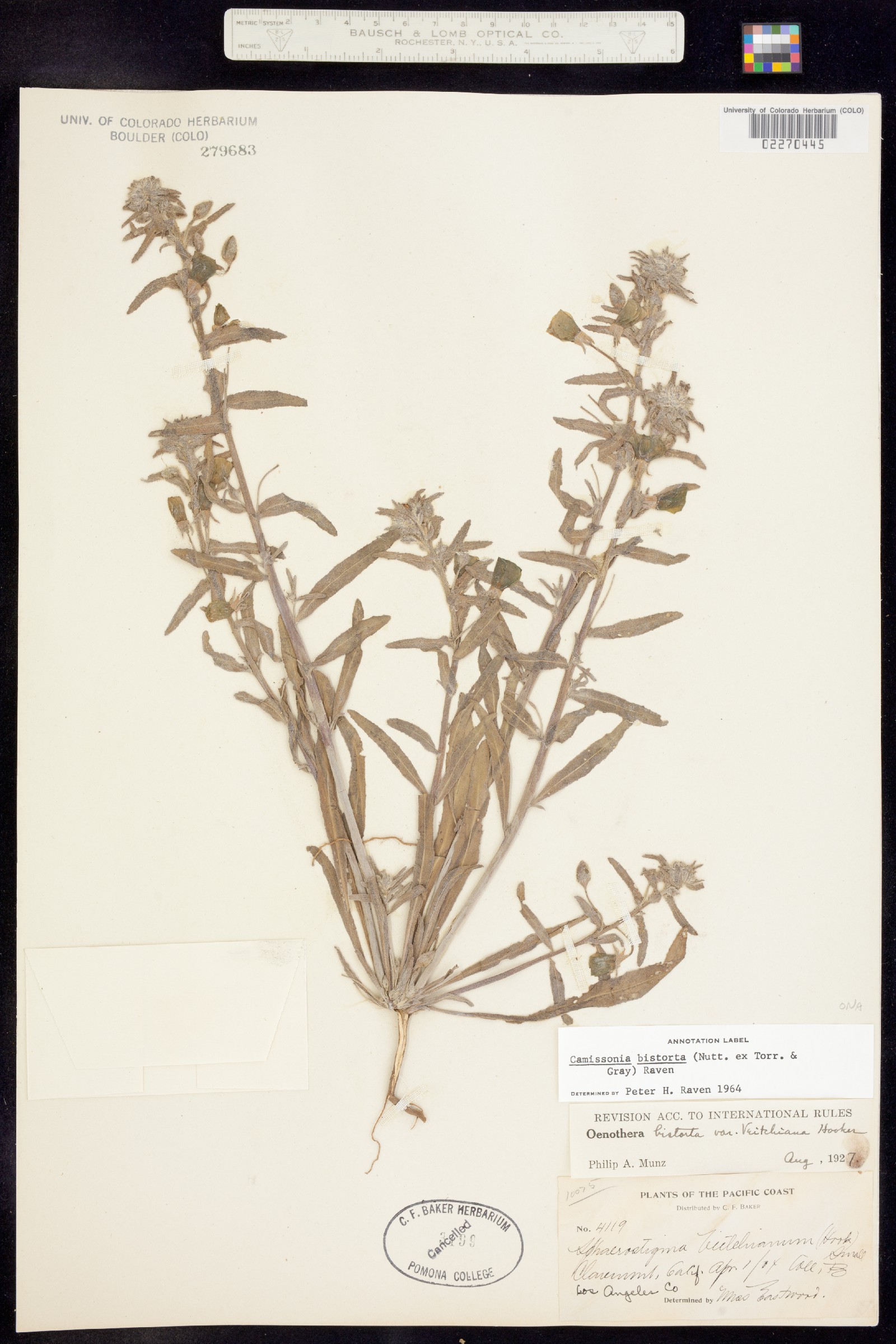 Camissoniopsis bistorta image