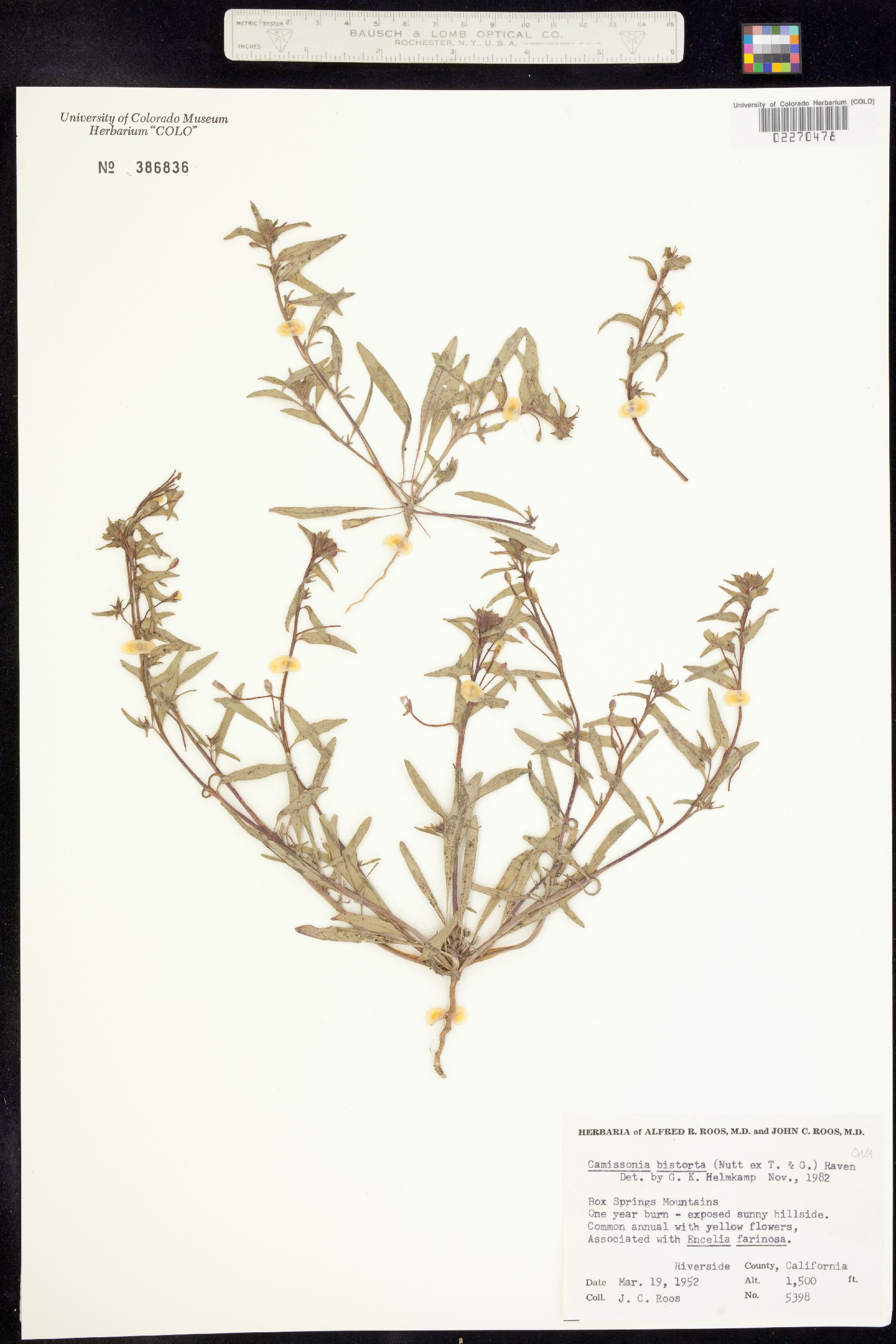 Camissoniopsis bistorta image