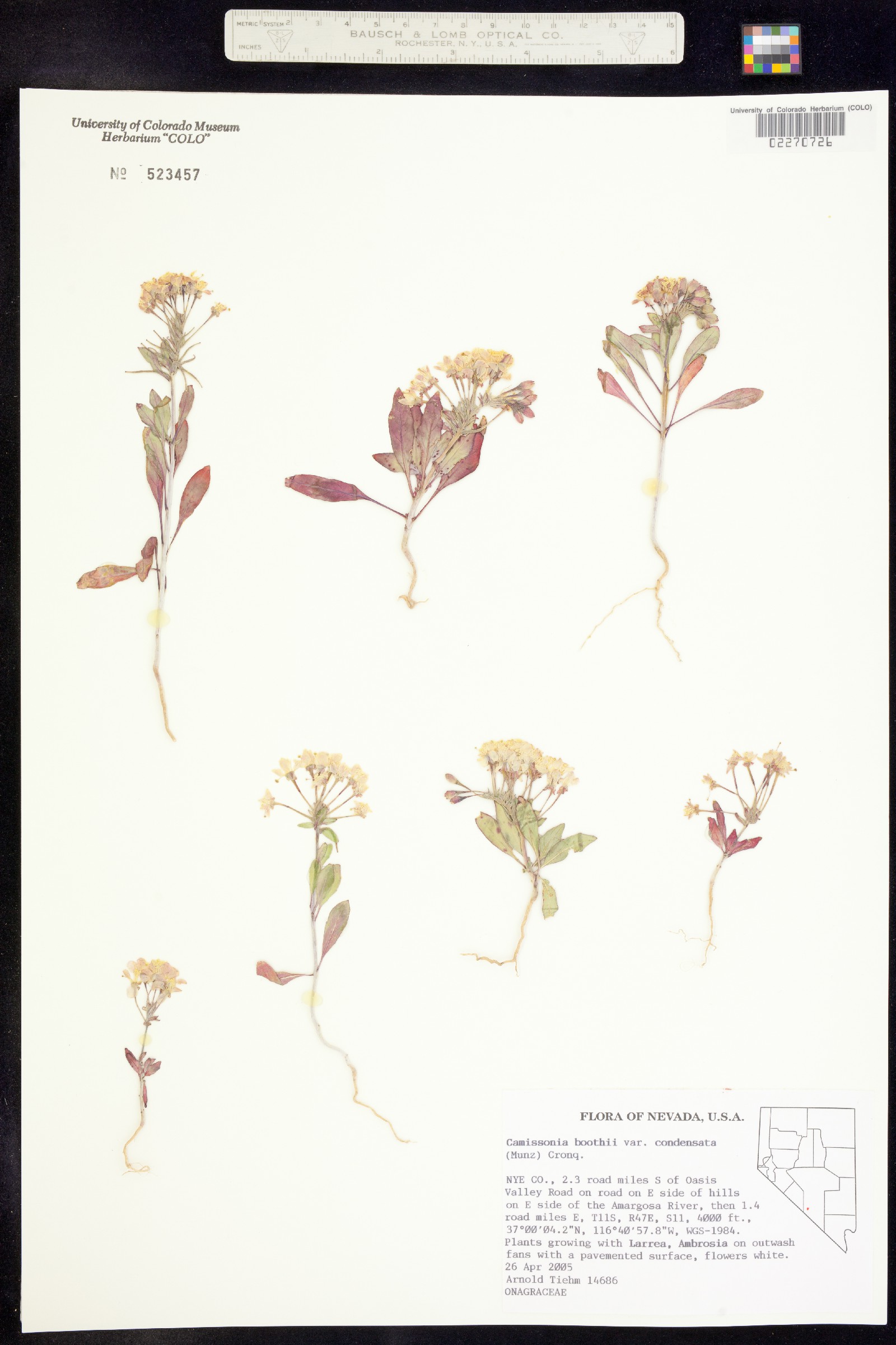 Eremothera boothii image