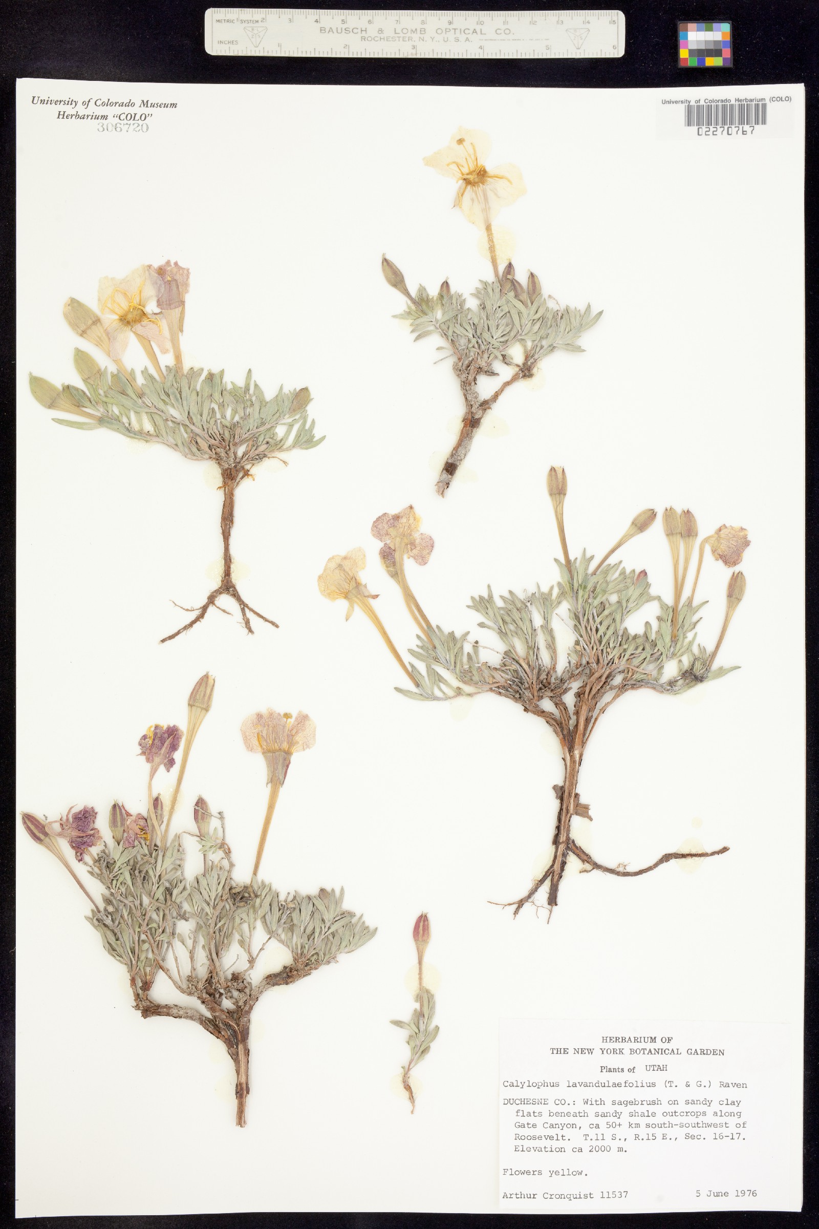 Oenothera lavandulifolia image