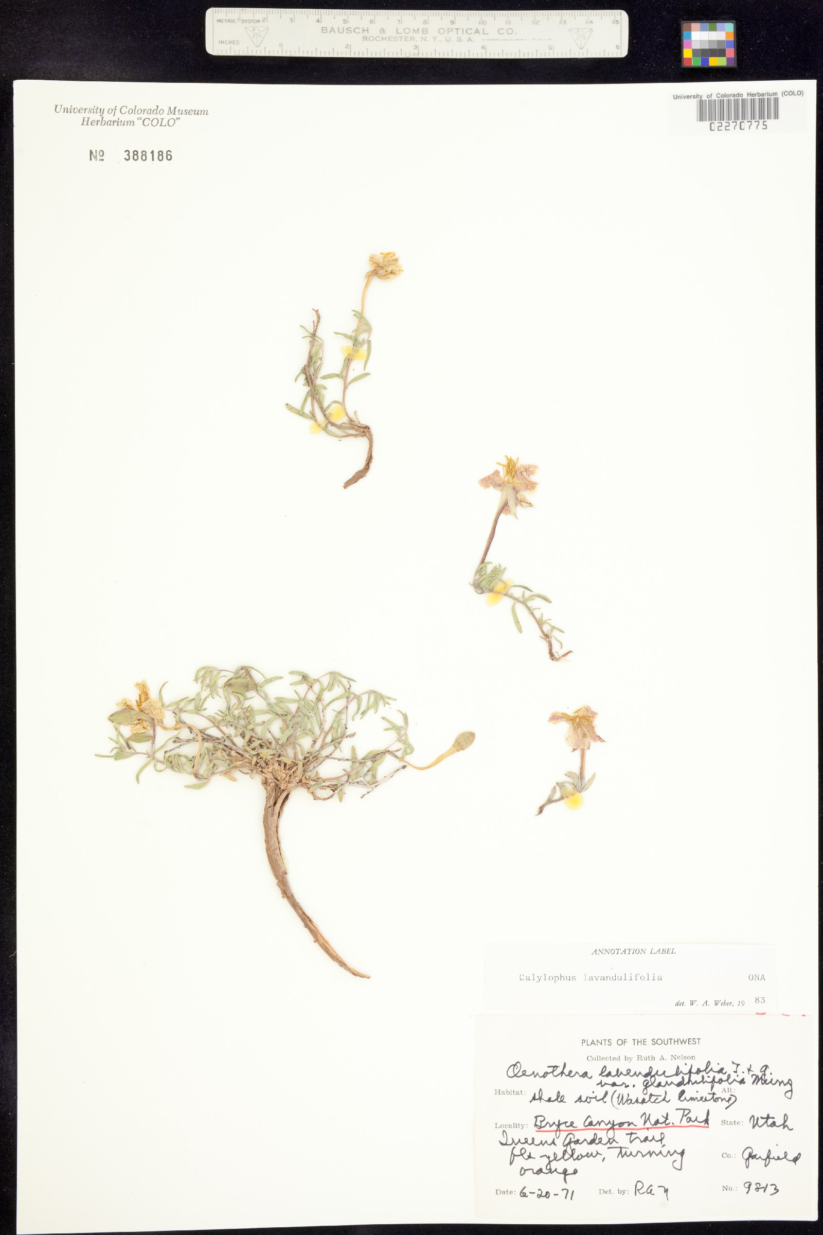 Oenothera lavandulifolia image