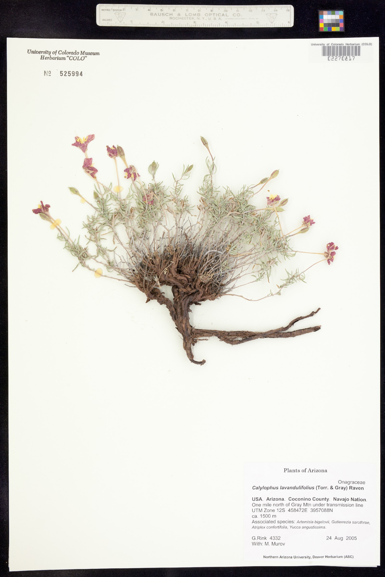 Oenothera lavandulifolia image