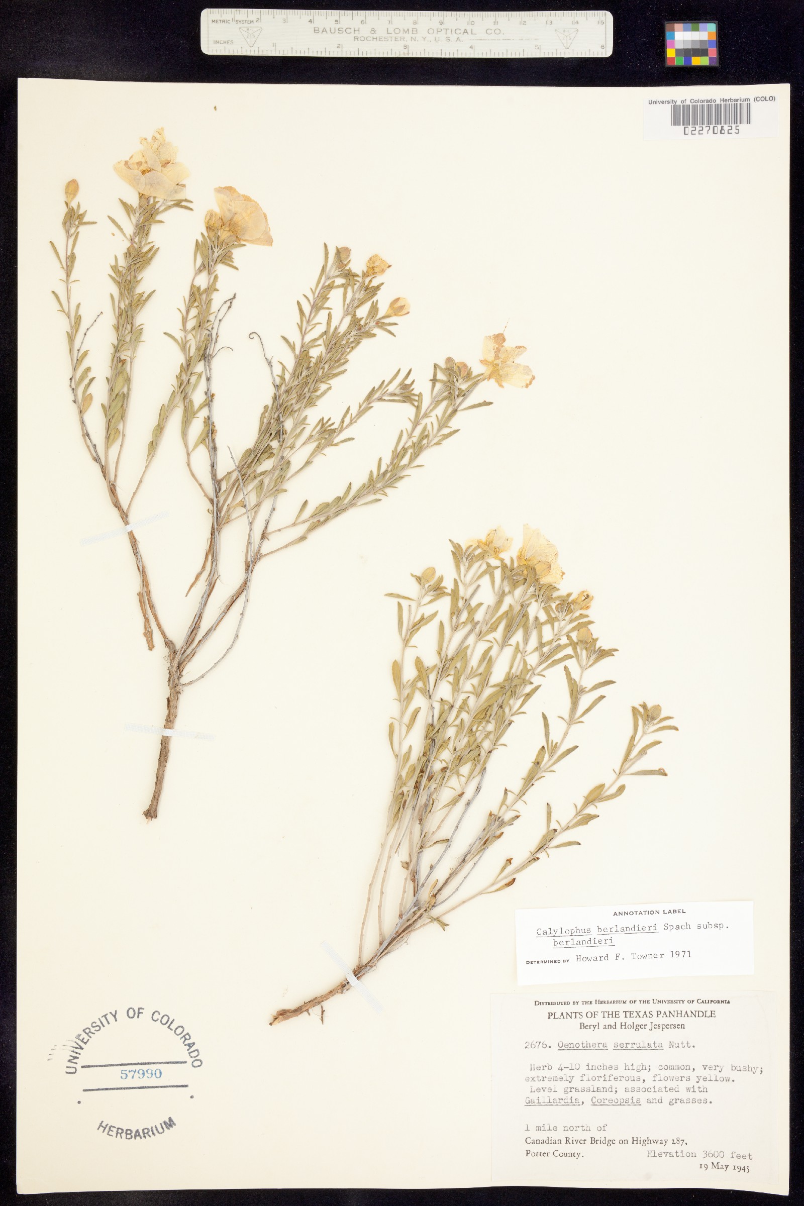 Oenothera berlandieri image