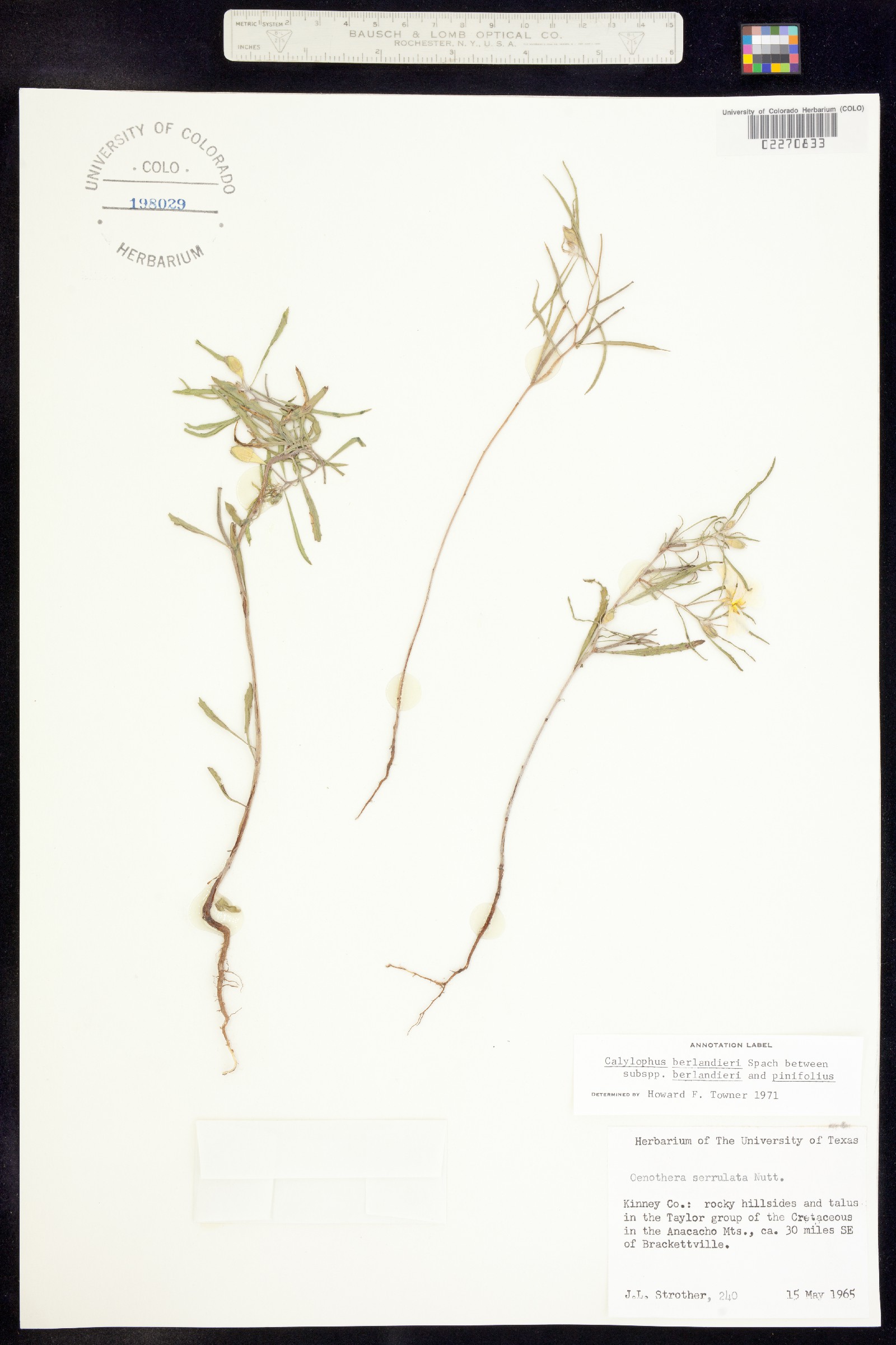 Oenothera berlandieri image