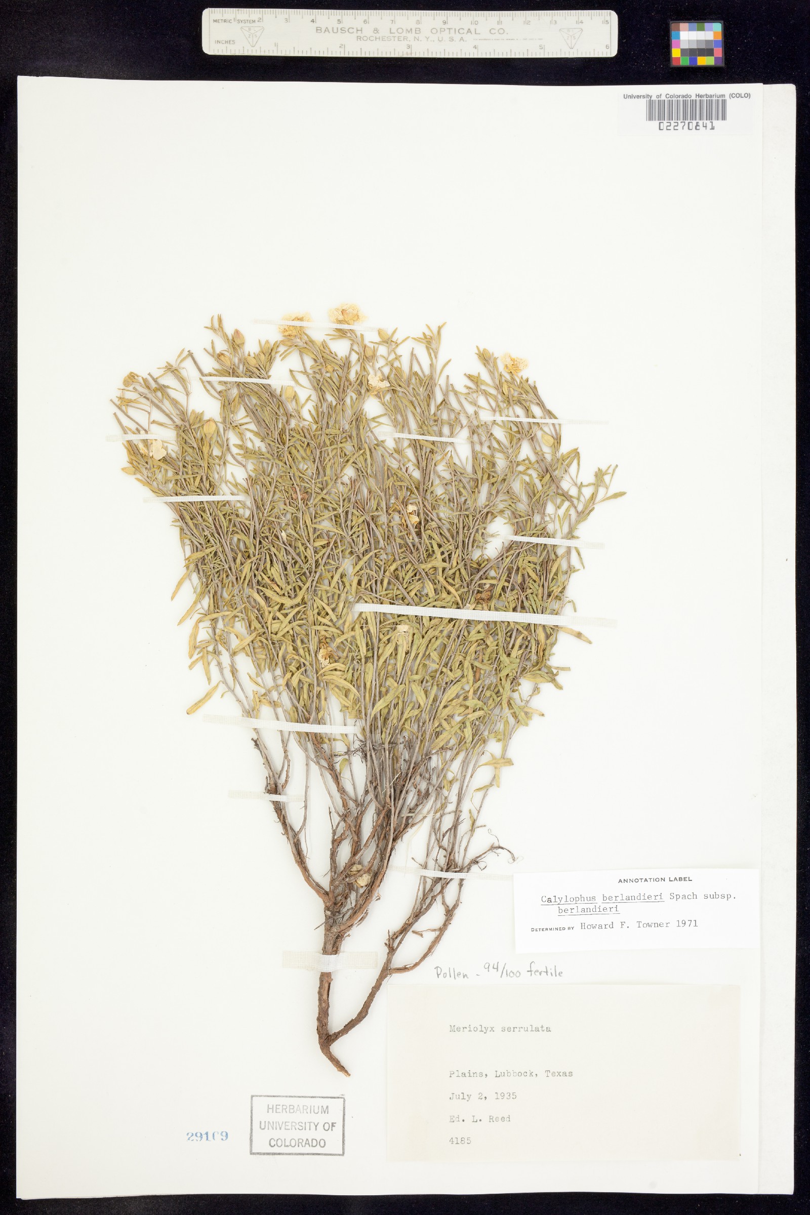 Oenothera berlandieri image