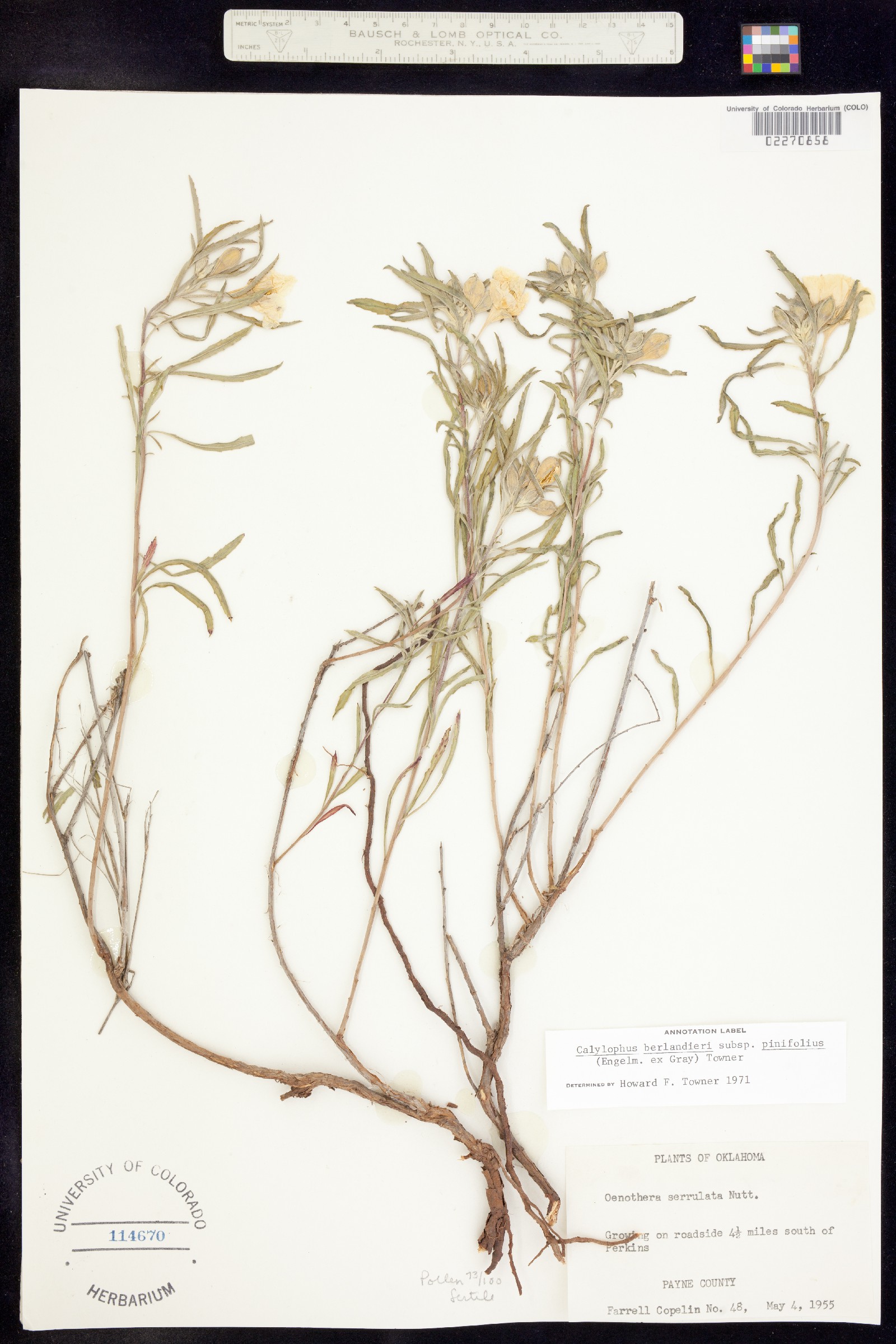 Oenothera berlandieri image