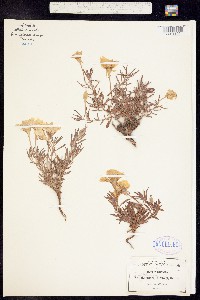 Oenothera hartwegii ssp. hartwegii image