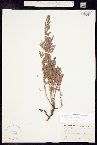Oenothera hartwegii ssp. hartwegii image