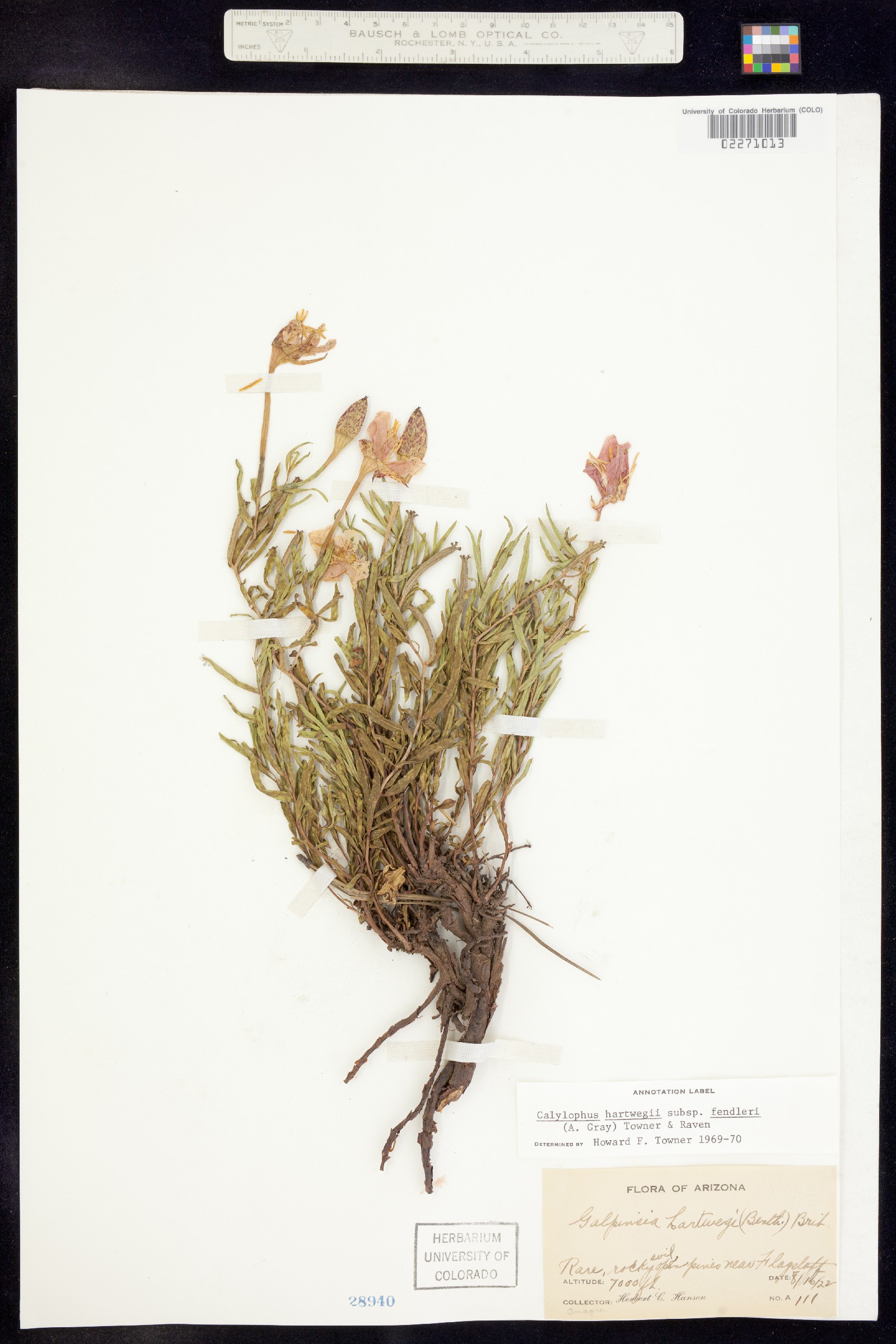 Oenothera hartwegii ssp. hartwegii image