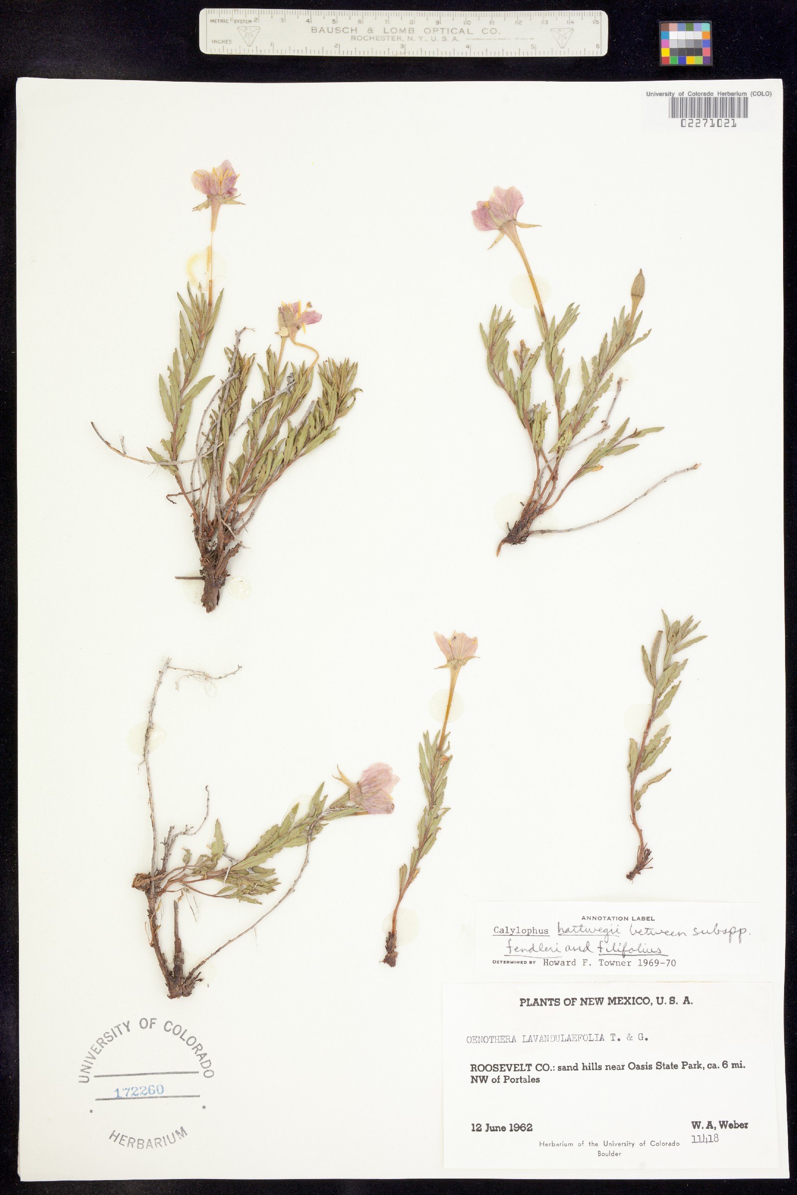 Oenothera hartwegii ssp. hartwegii image