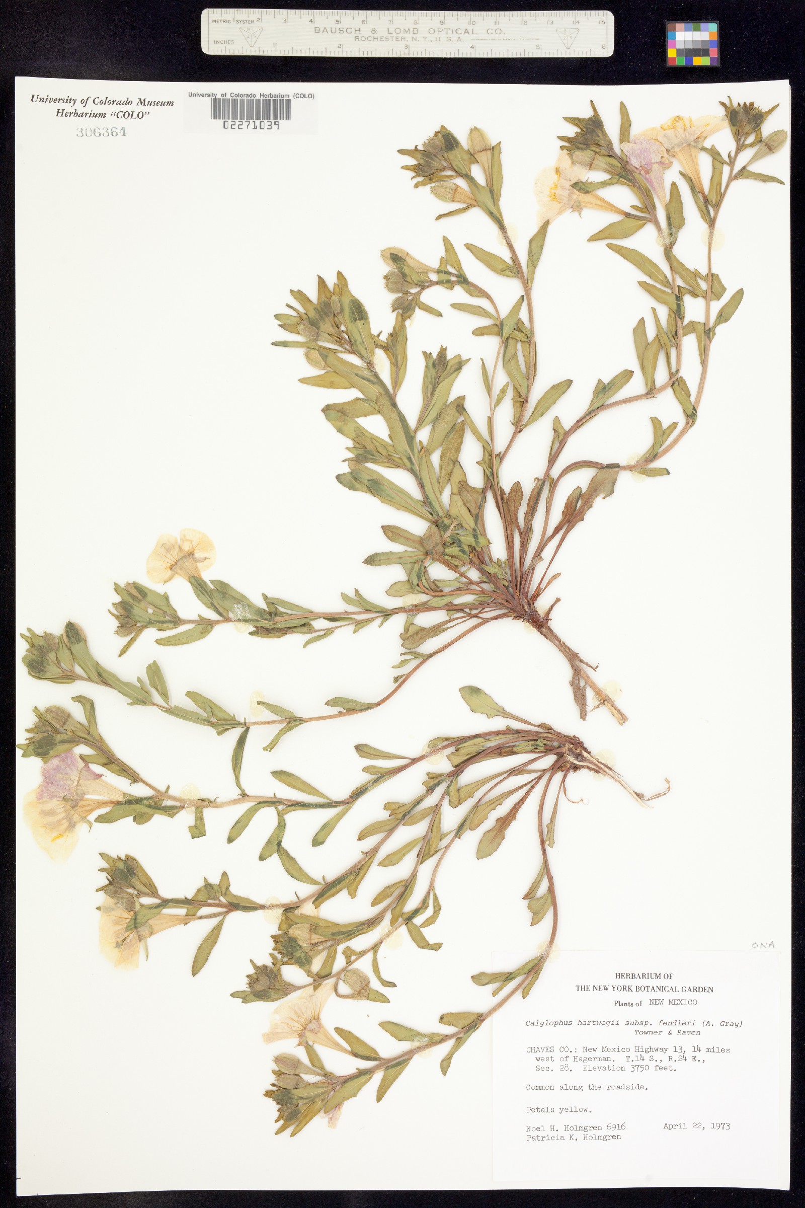Oenothera hartwegii ssp. hartwegii image