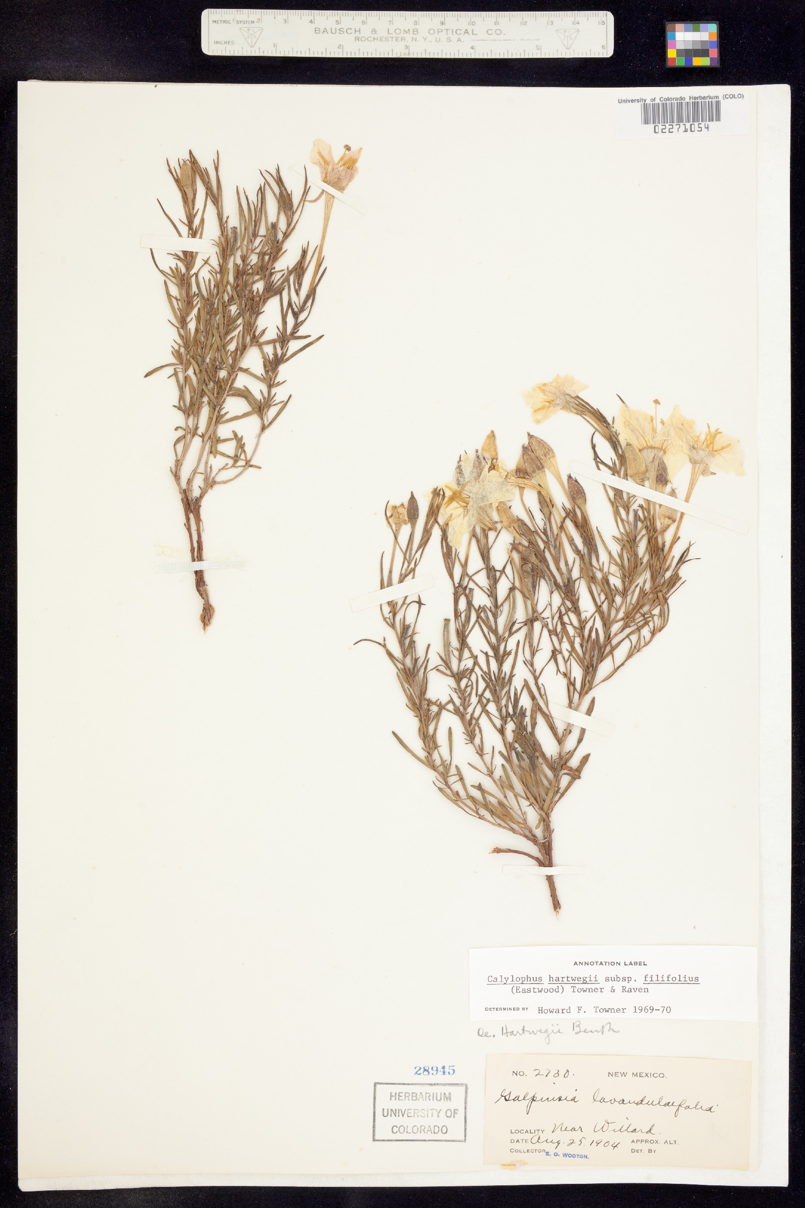 Oenothera hartwegii ssp. hartwegii image